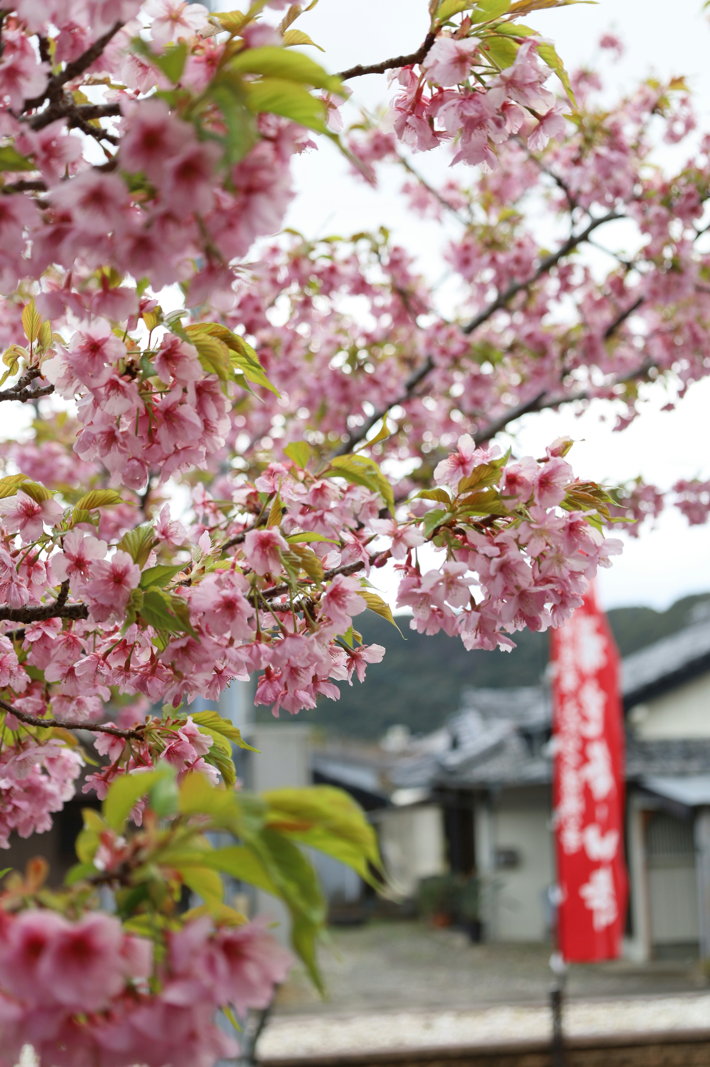 Photo by barrelrider