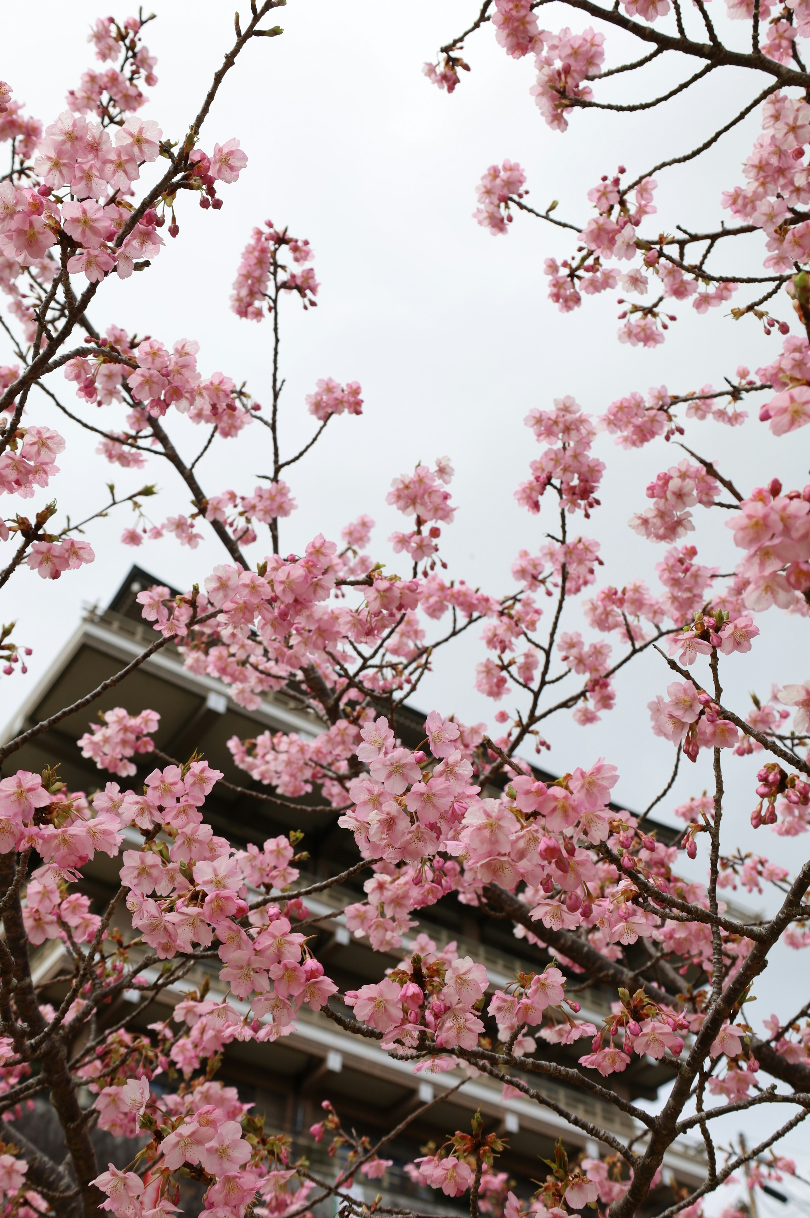 Photo by barrelrider