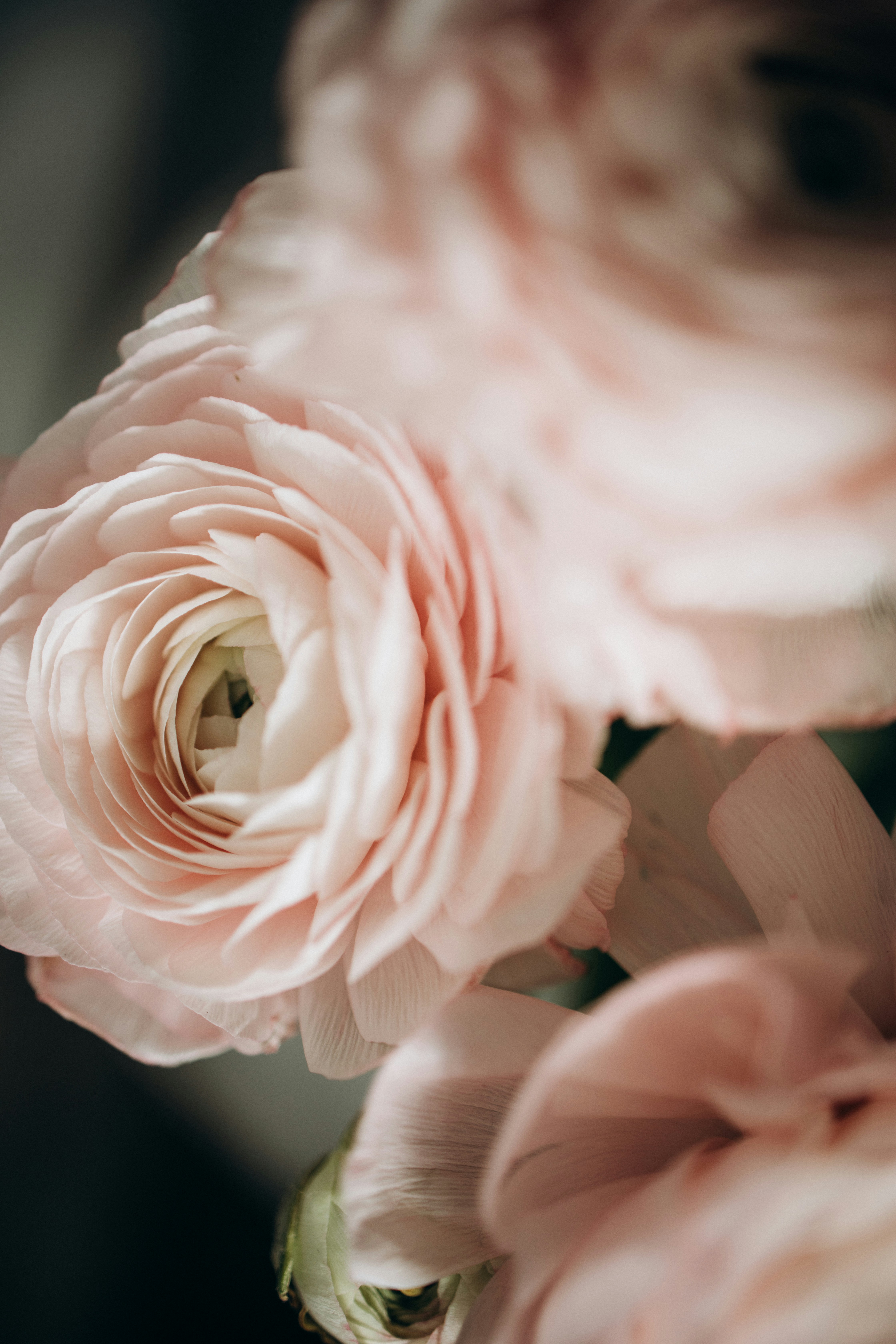 Here's a short caption: pretty pink flowers in a delicate arrangement.