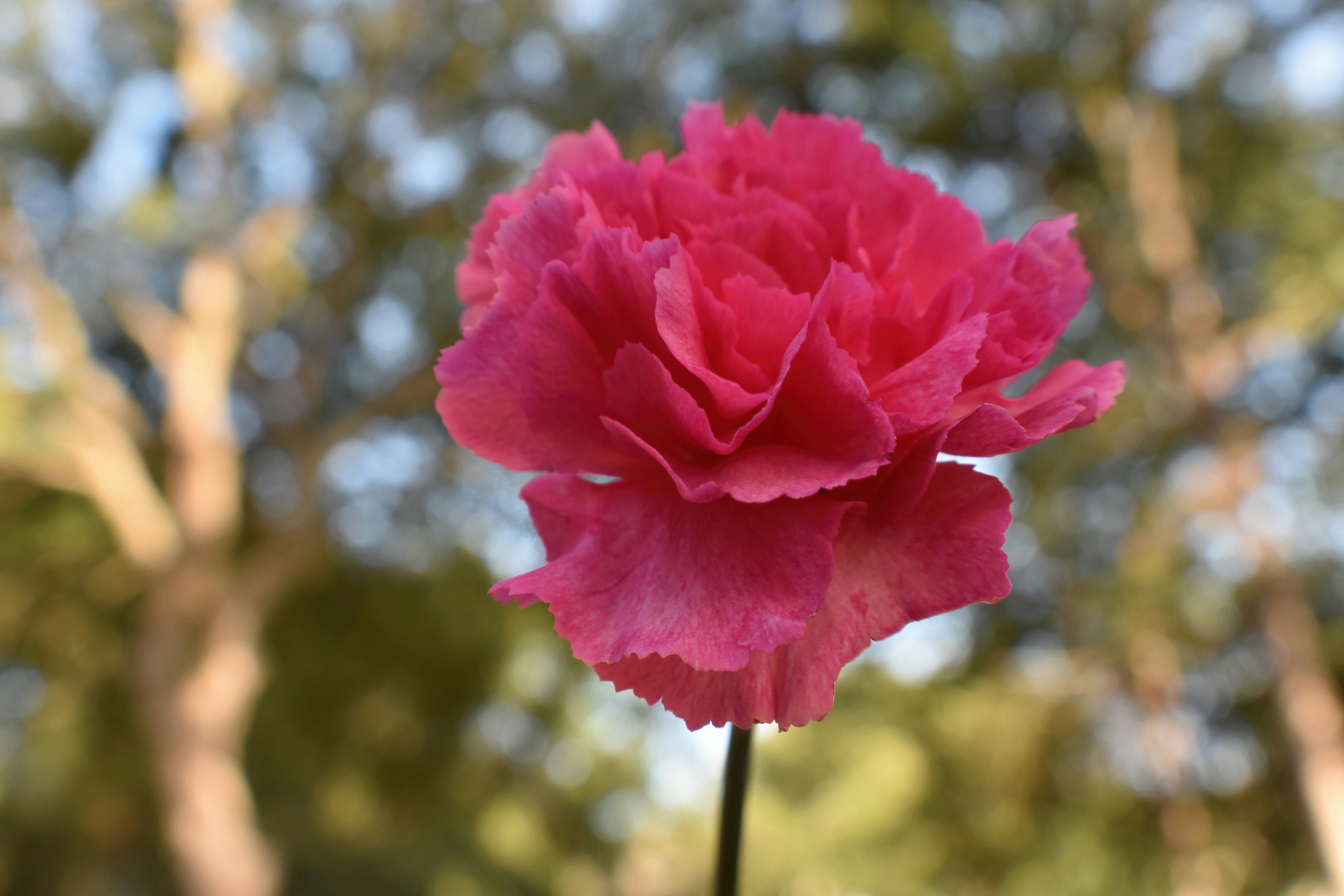 A beautiful pink carnation flower is blooming.