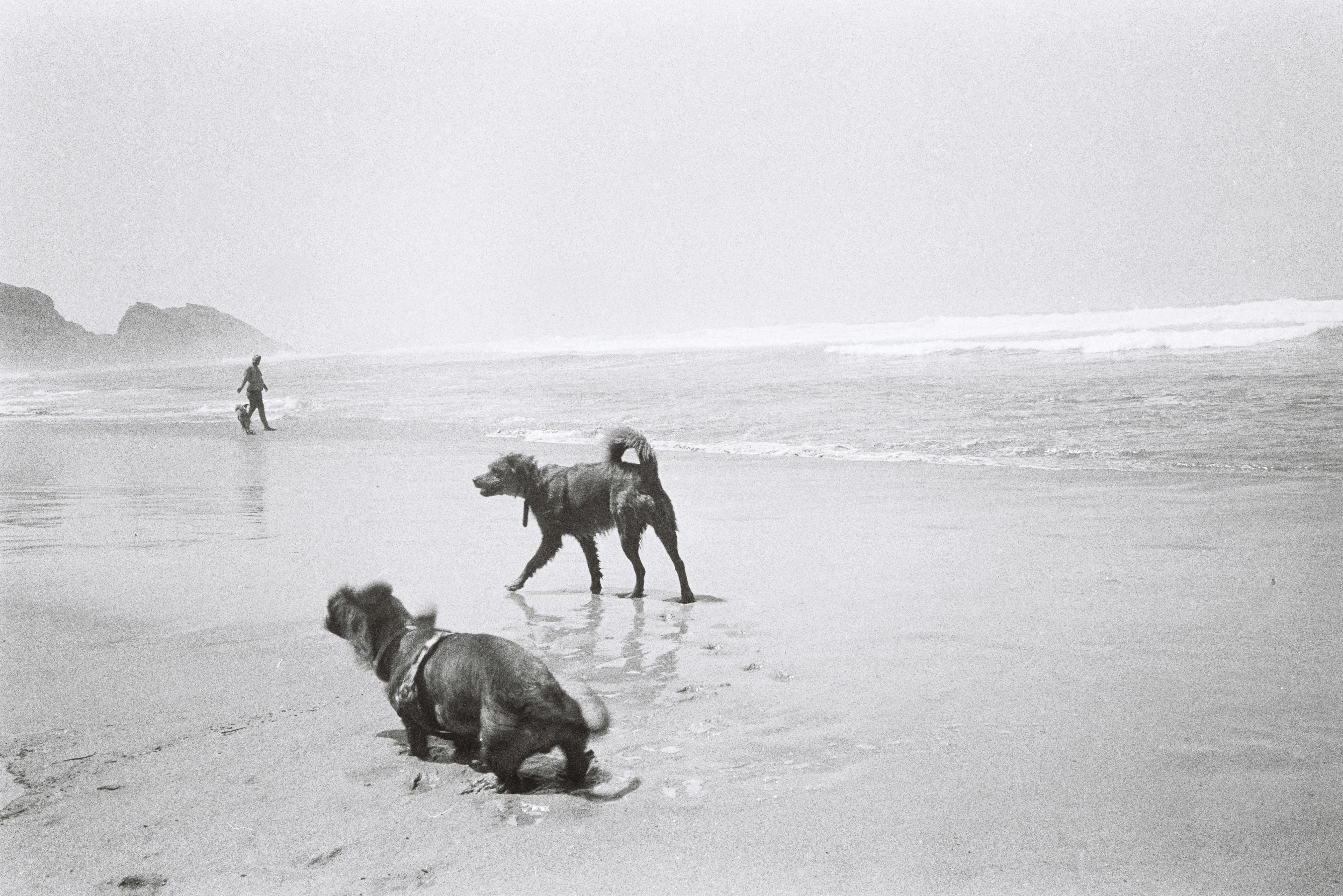 Keep Your Pup Active with Queva Pets