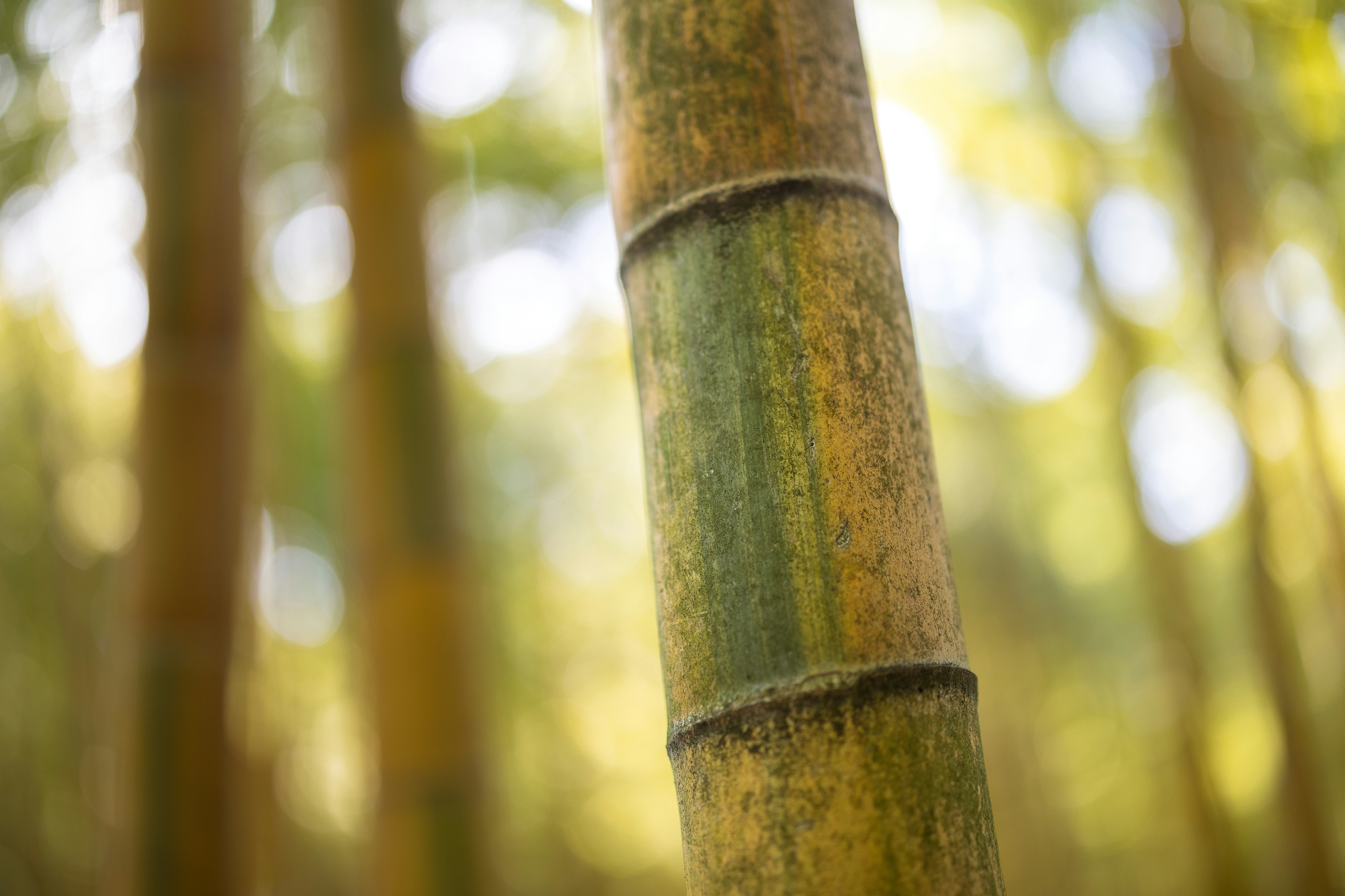 Photo by marekpiwnicki