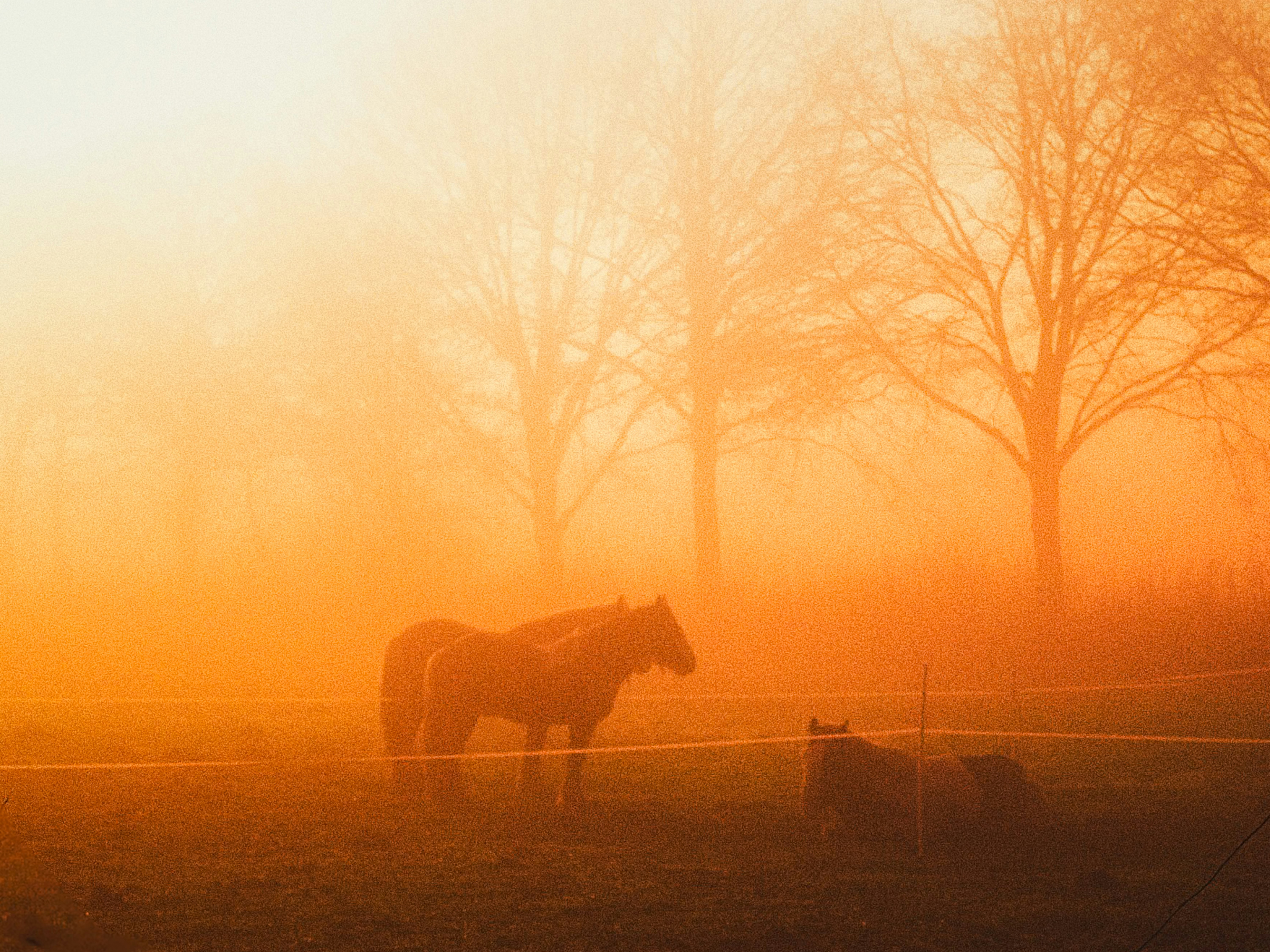 Horses stand in a misty, orange-hued field