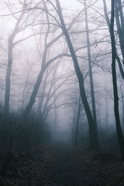 Brocéliande : roadtrip 3 jours en forêt légendaire de Bretagne | Kopains