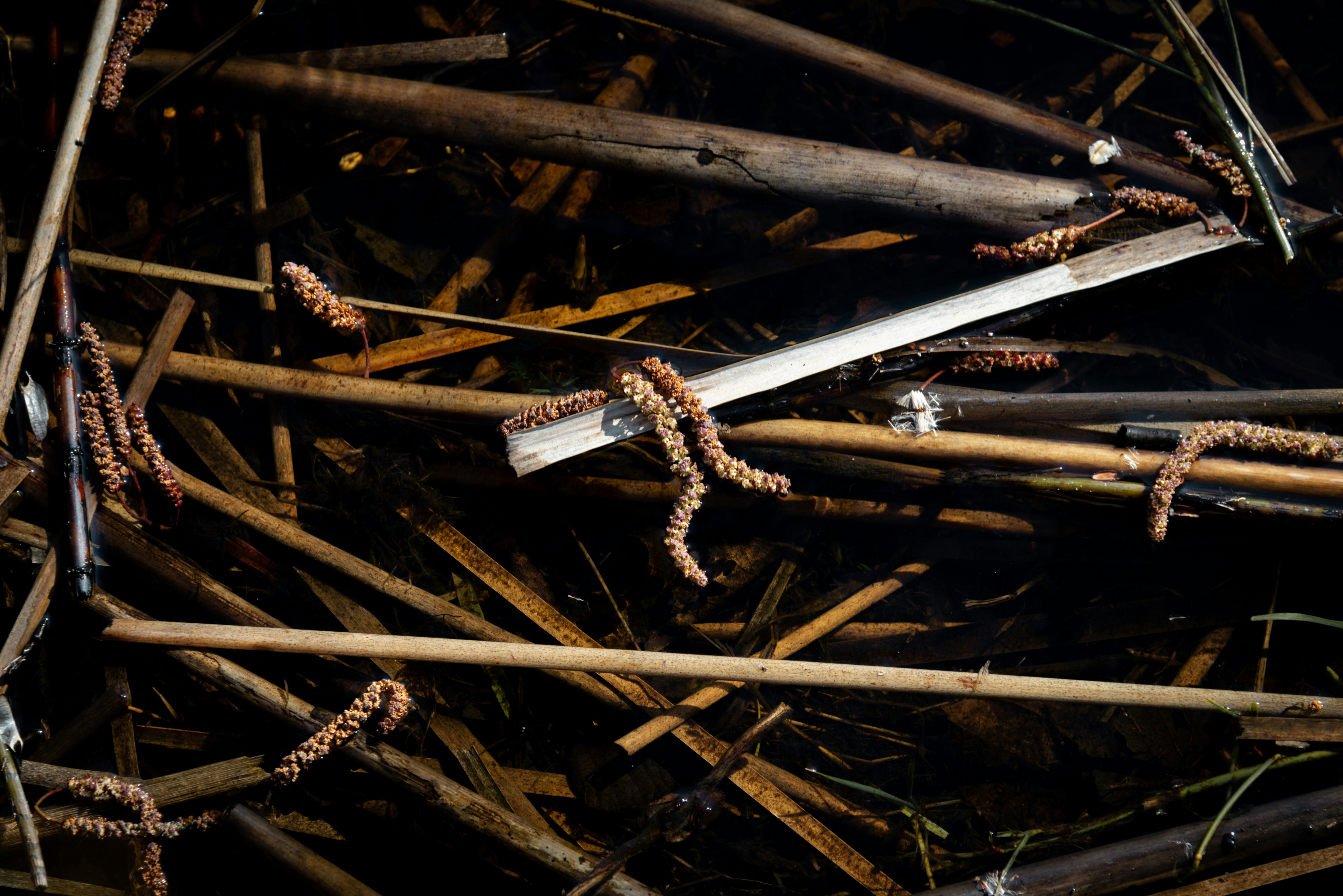 Reeds and branches float in dark water.