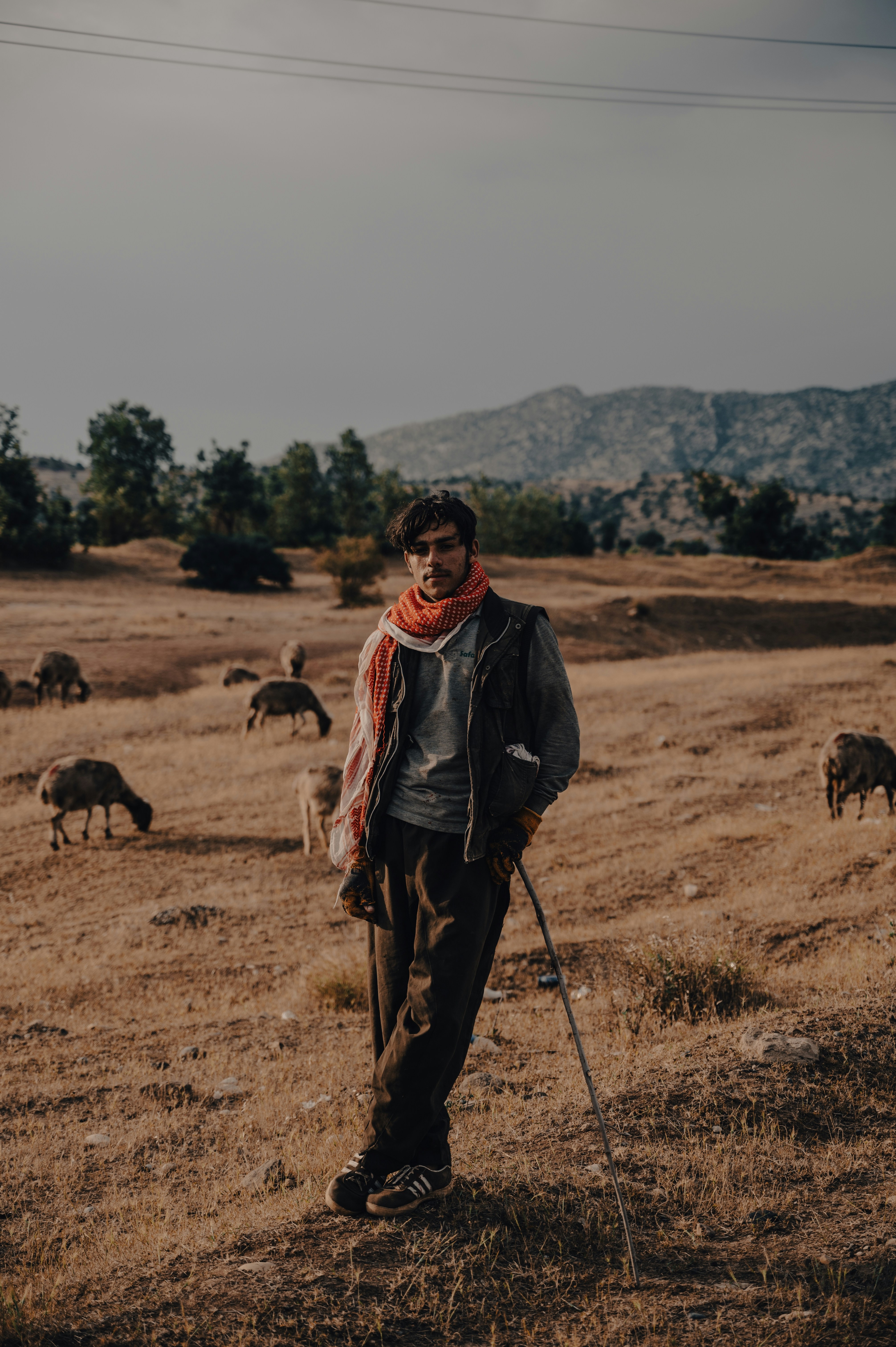 A shepherd stands among his sheep in the field