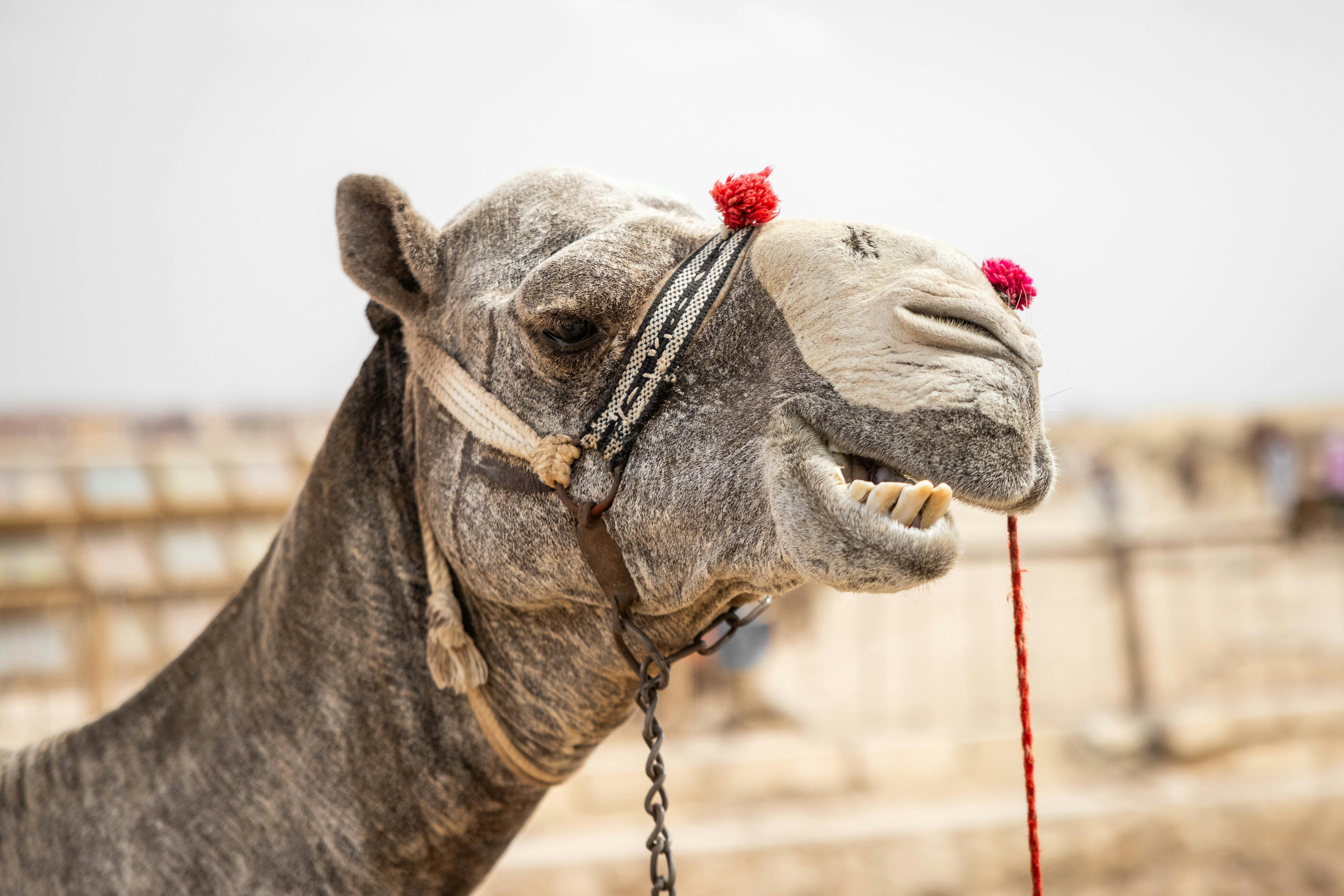 A decorated camel looks to the side.