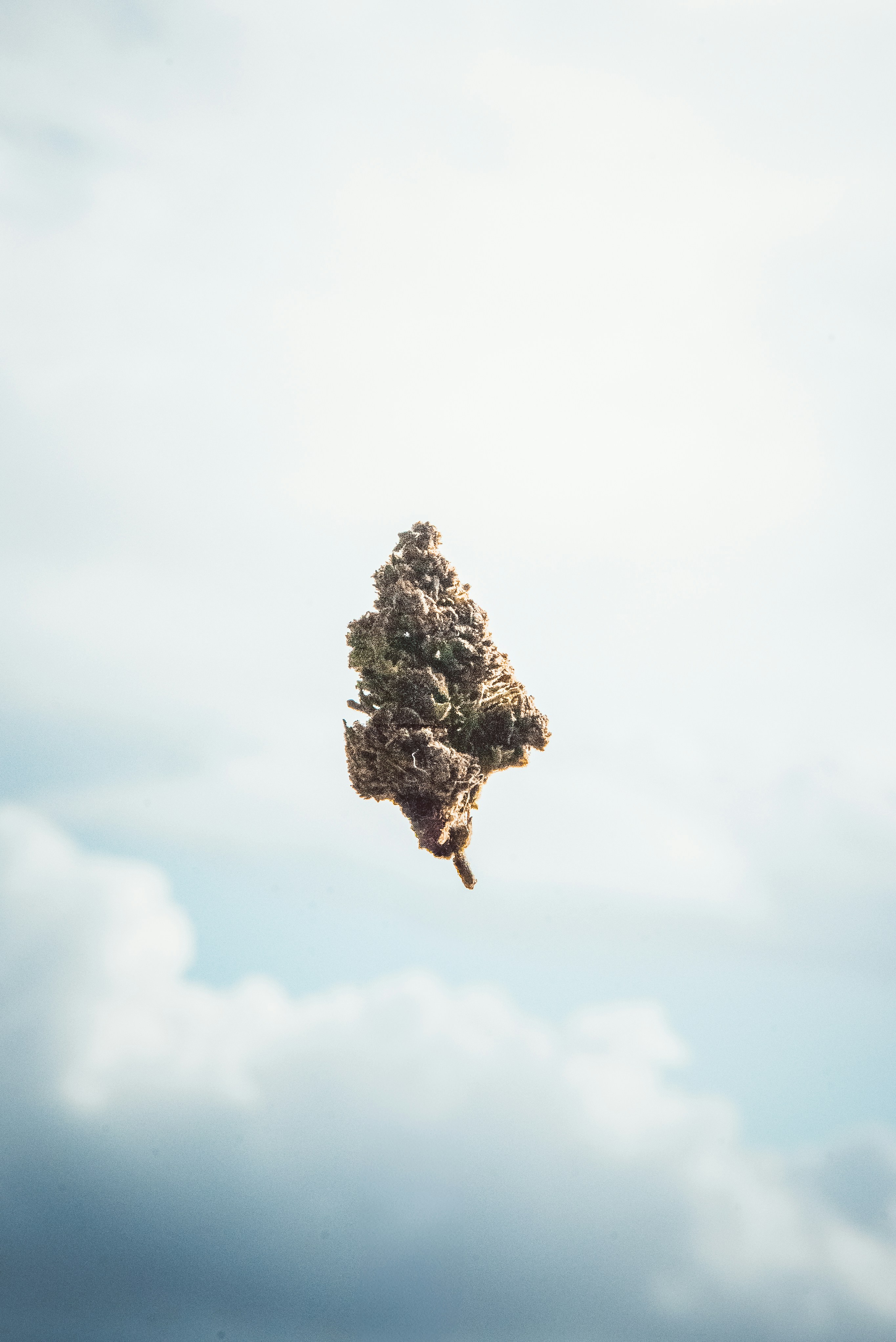 Eine Marihuana-Knospe schwebt gegen den wolkenverhangenen Himmel.