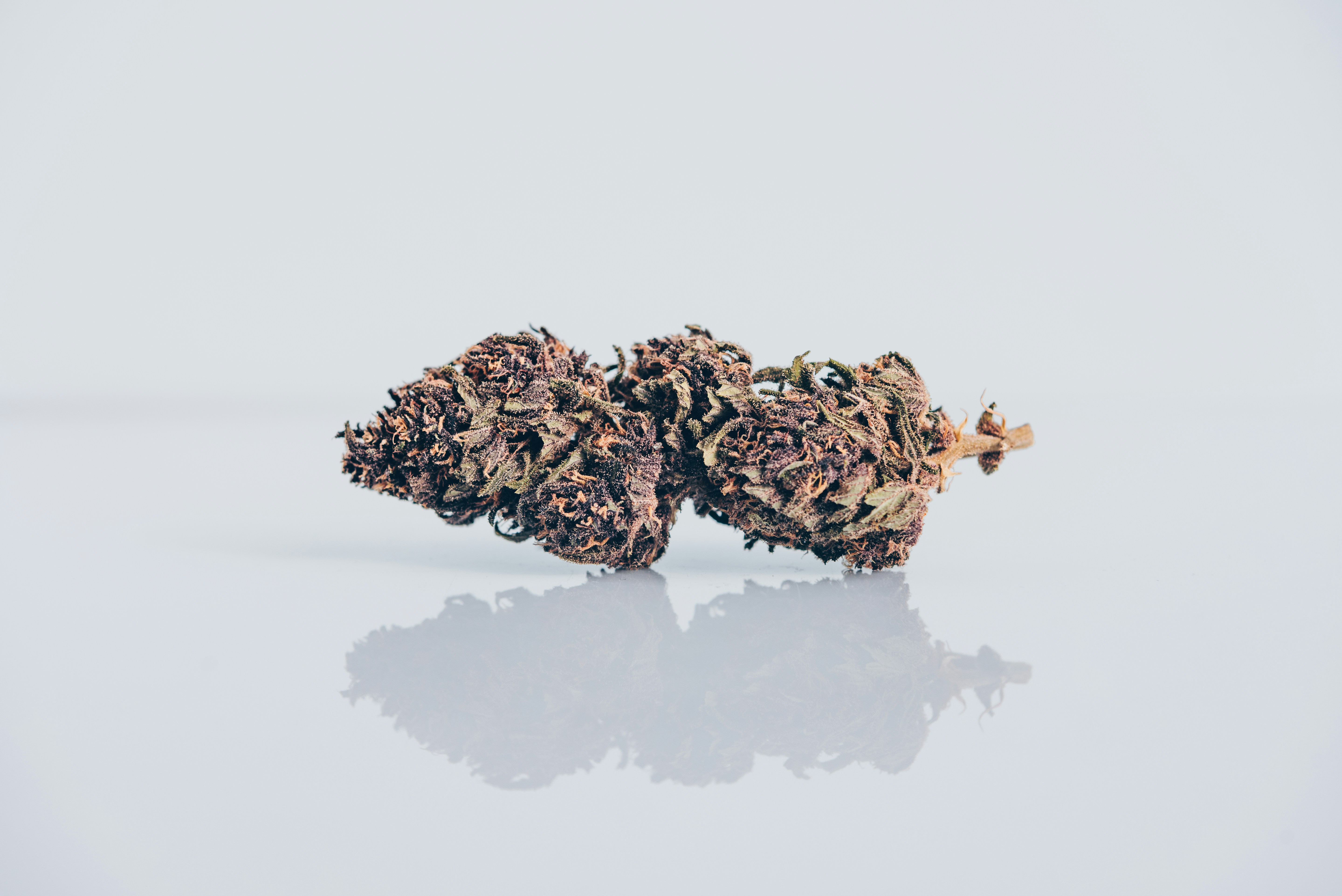 Eine Nahaufnahme von Marihuana-Knospen.