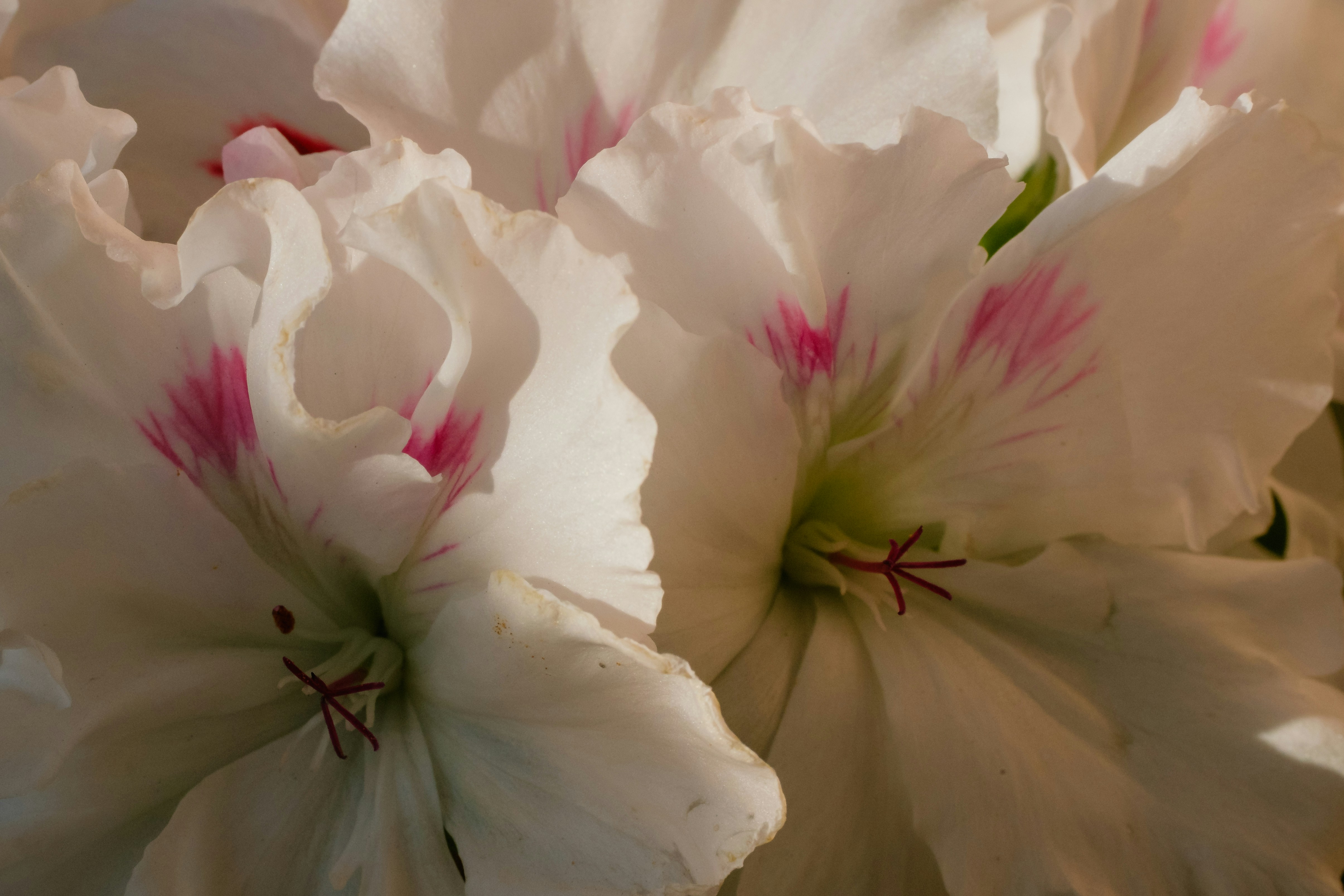 Schöne weiße Blüten mit rosa Markierungen sind im Fokus.