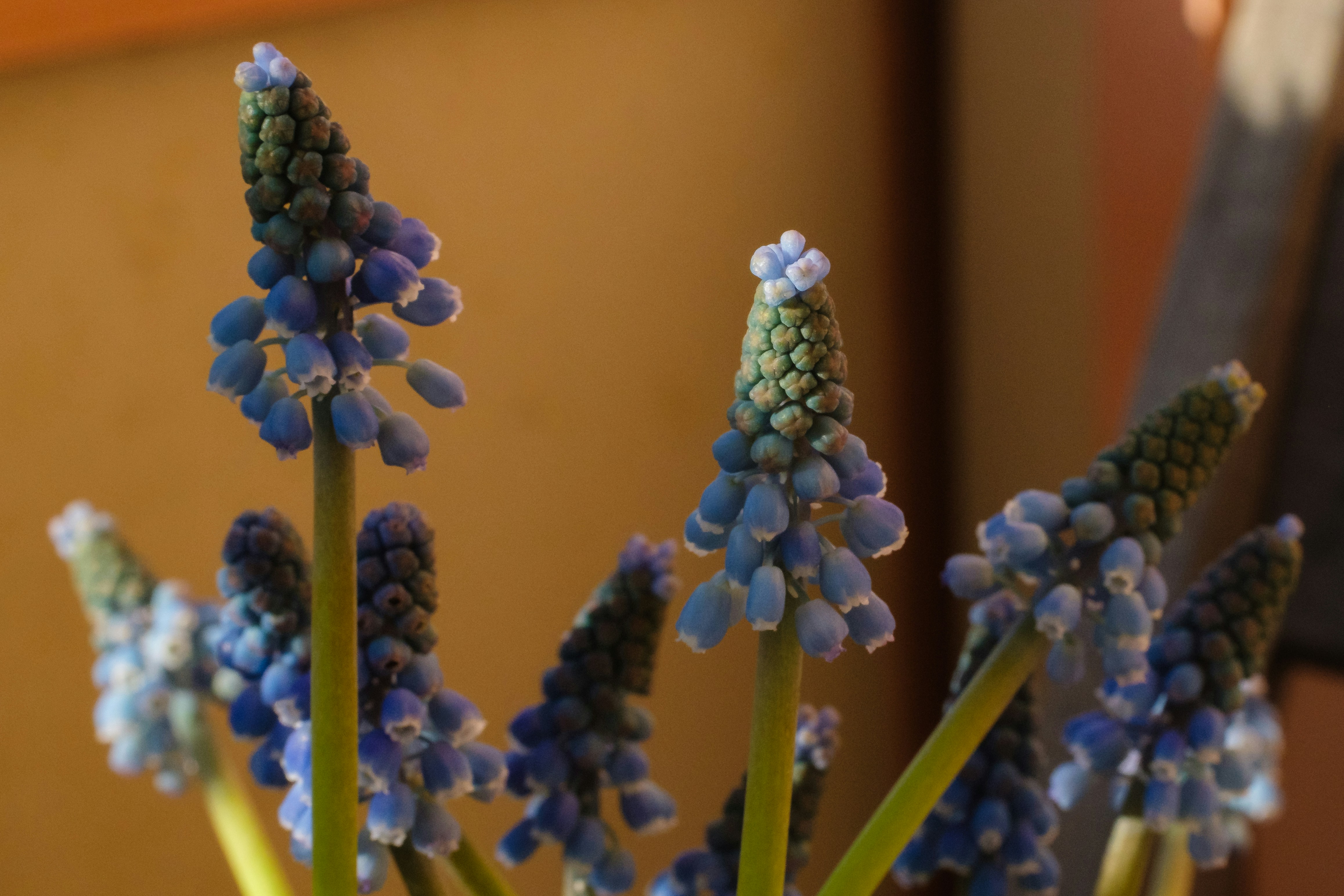 Die Blüten der blauen Traubenhyazinthe stehen in voller Blüte.