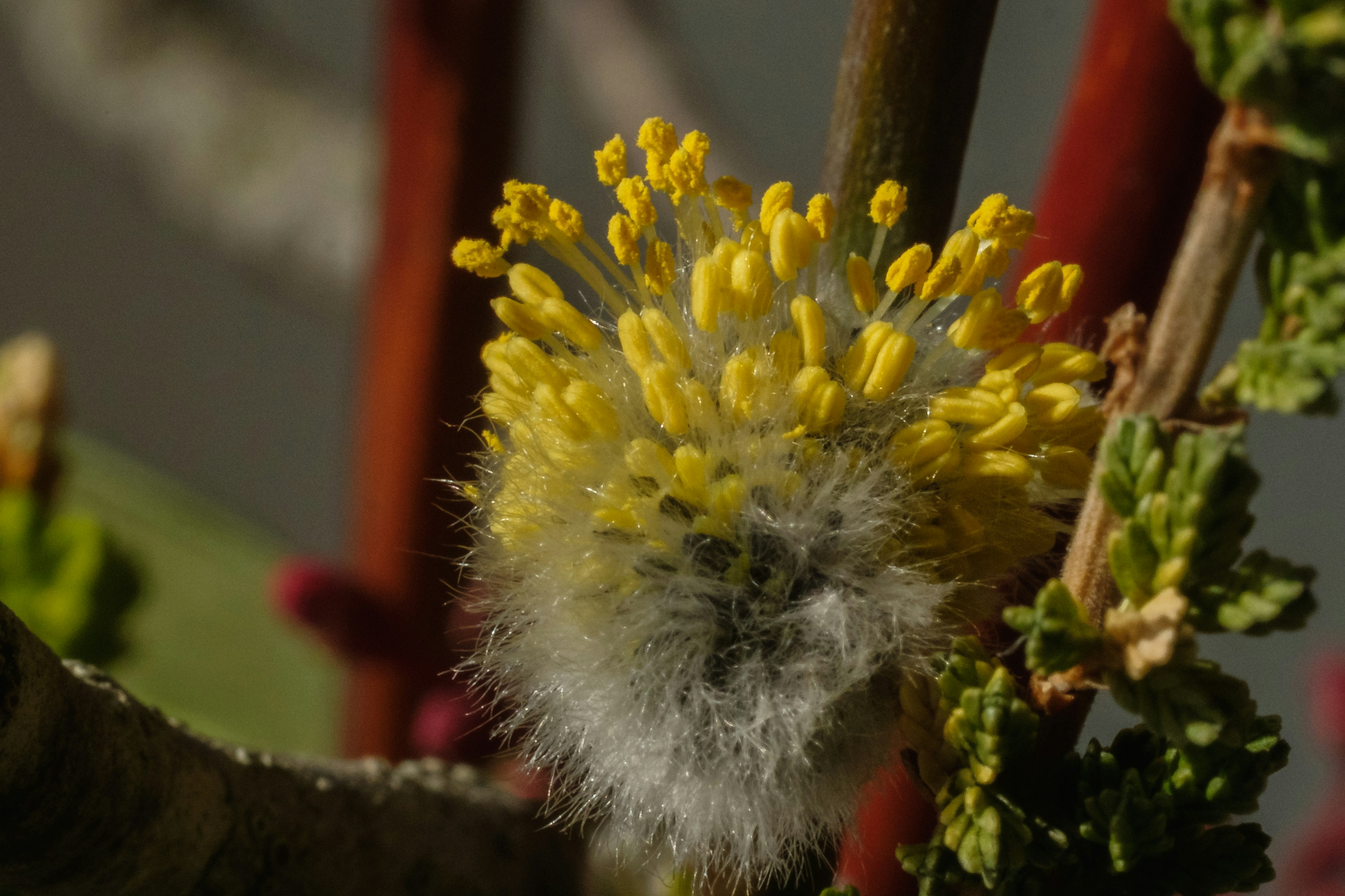 Eine Nahaufnahme einer flauschigen gelben Blume.