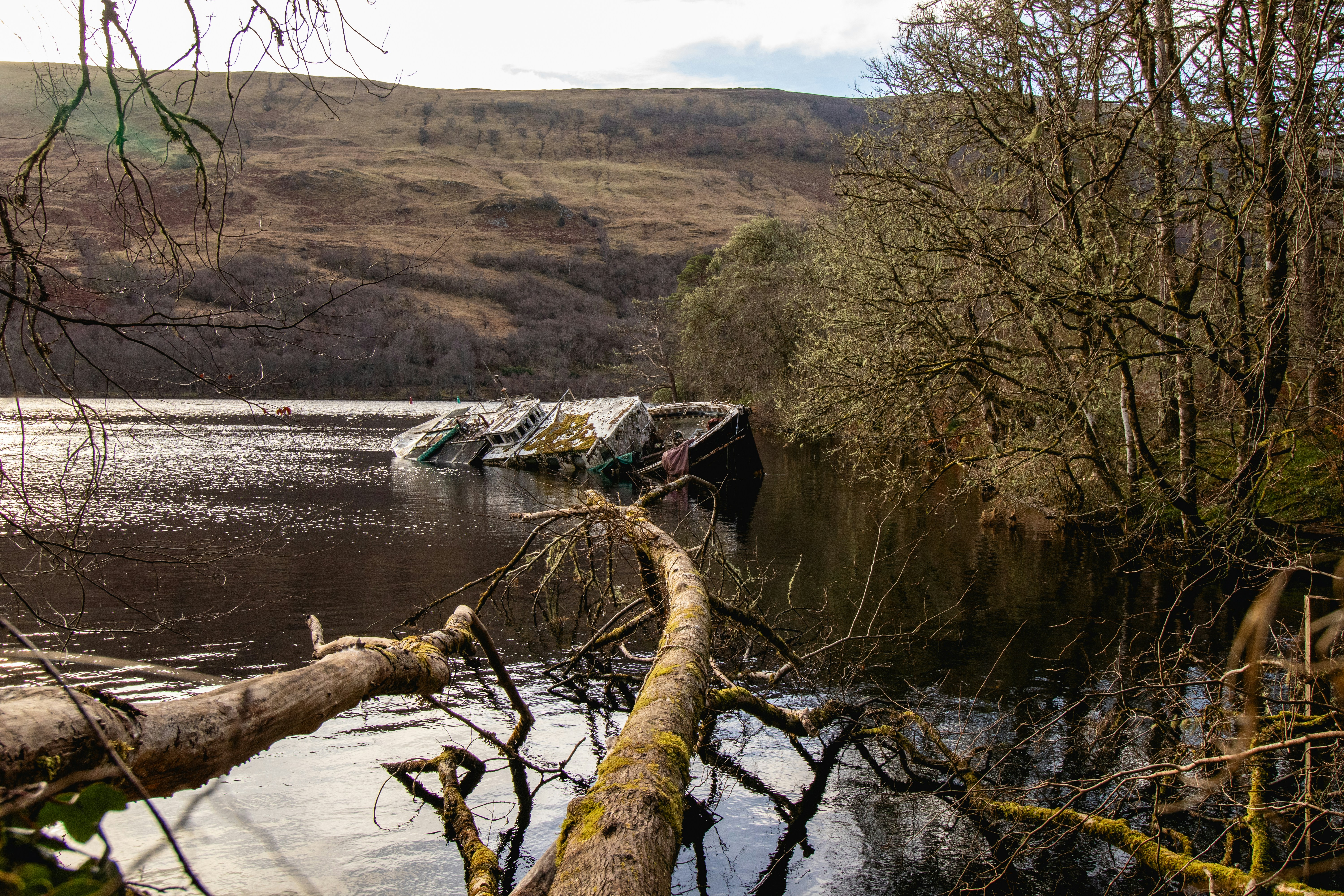 A tranquil river flows near a fallen tree