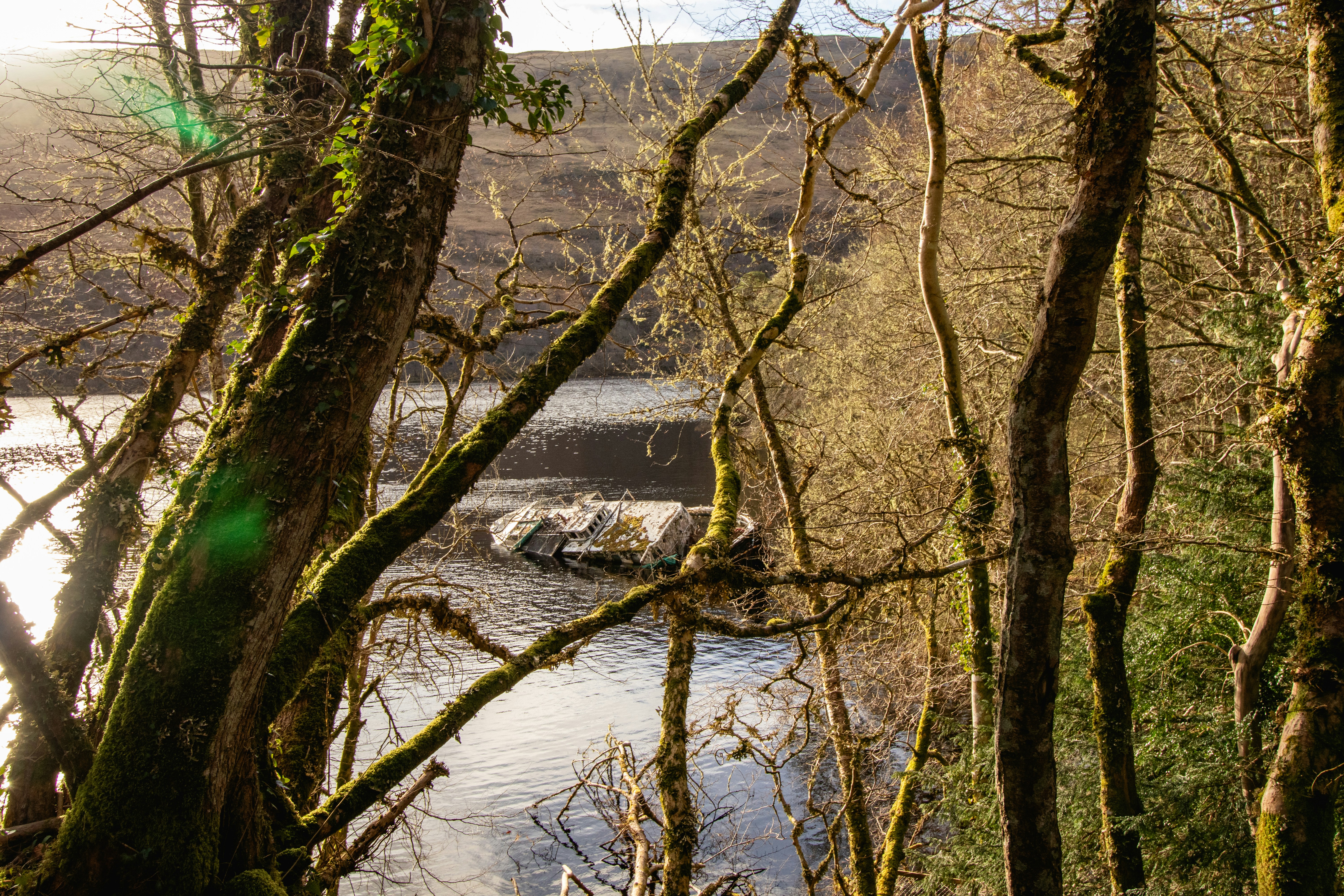 Trees frame a view of a river