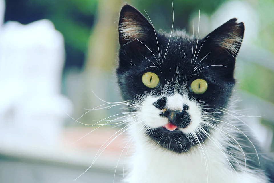 The image shows a black and white cat with green eyes, sitting on a wooden surface outdoors. The cat's fur is a mix of black and white, giving it a distinctive appearance. Its ears are perked up, and its mouth is slightly open, as if it's about to make a sound or gesture.