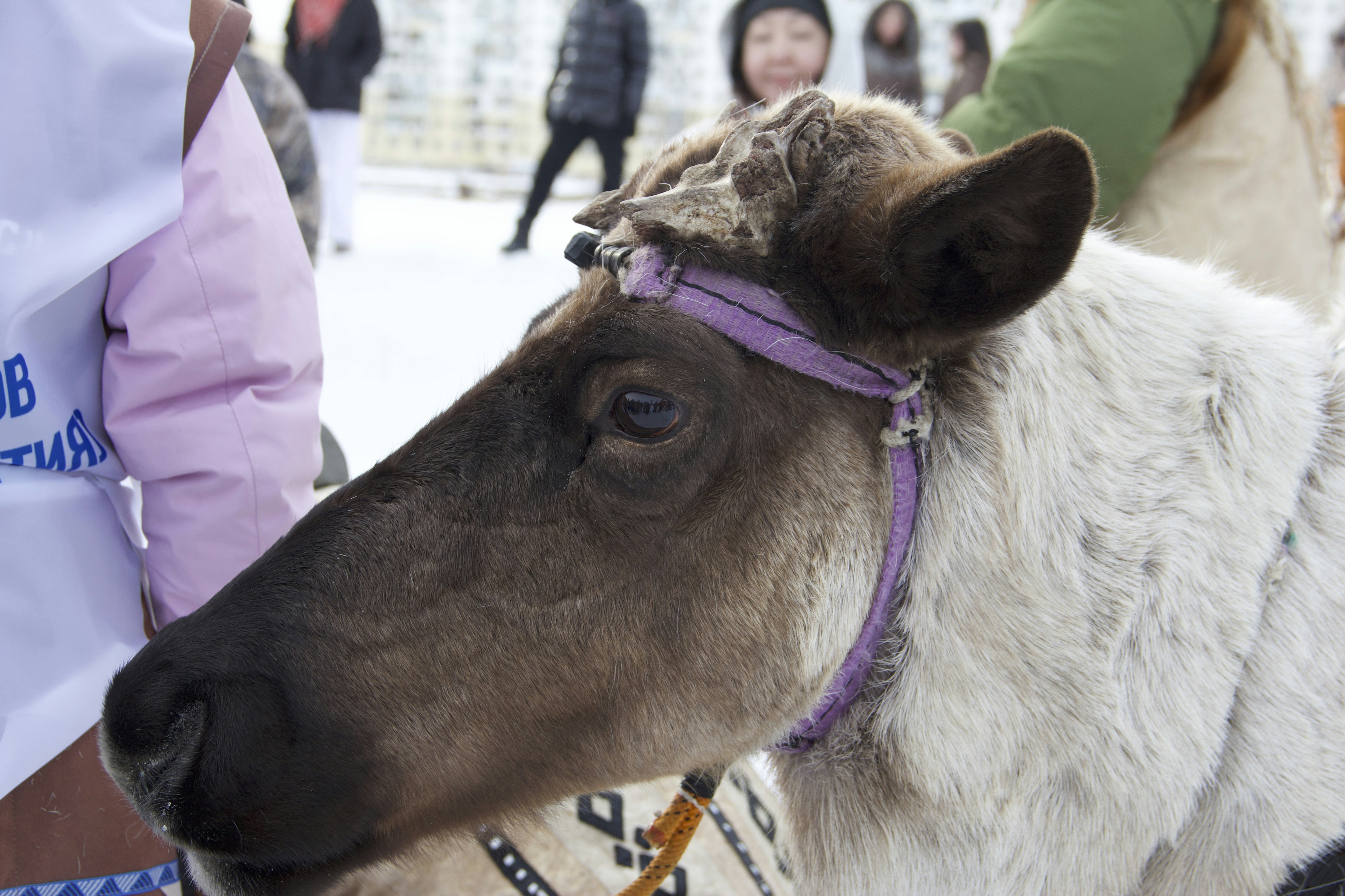 A reindeer wears a purple halter.