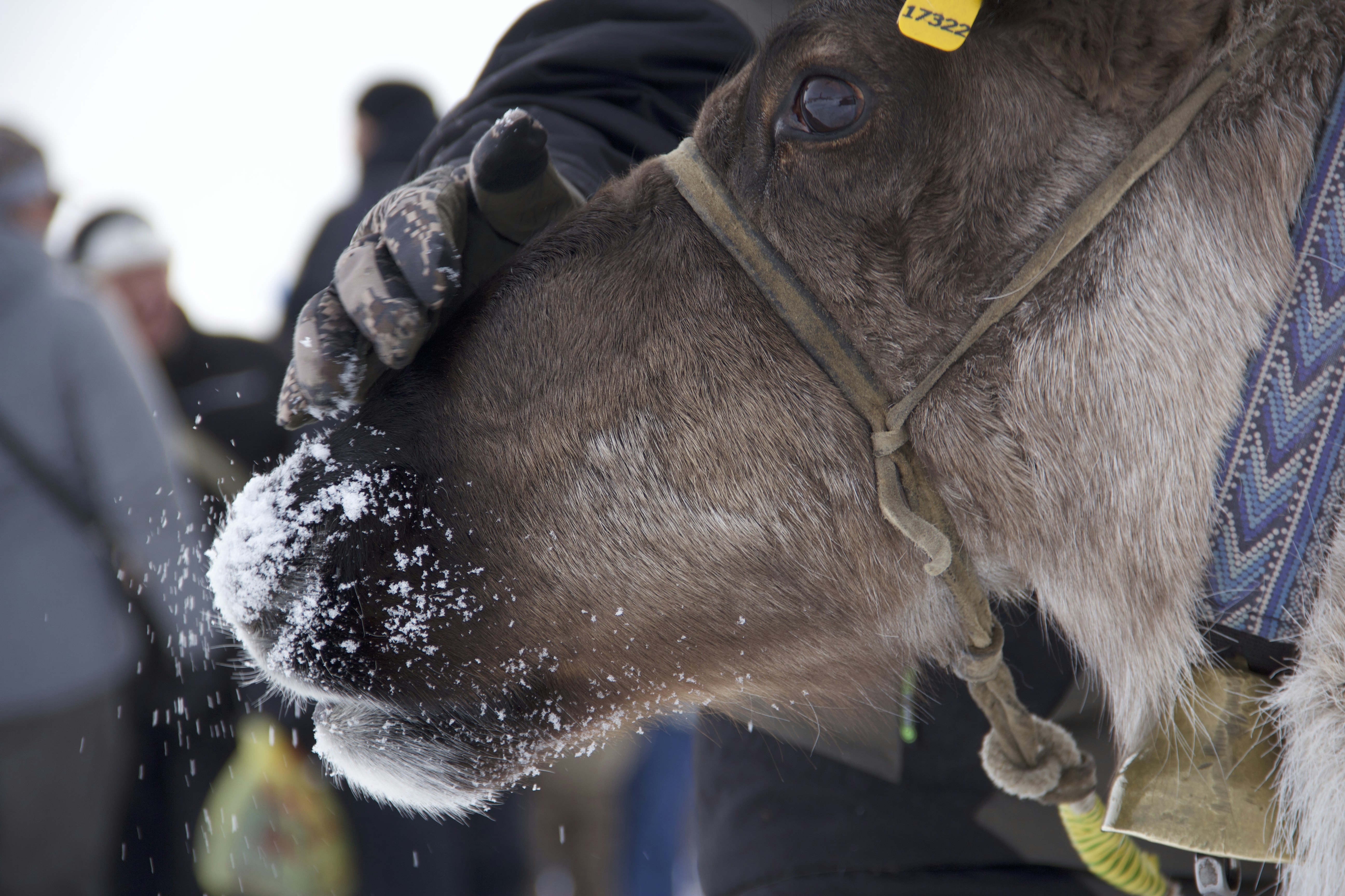 A person pets a reindeer's snowy nose.