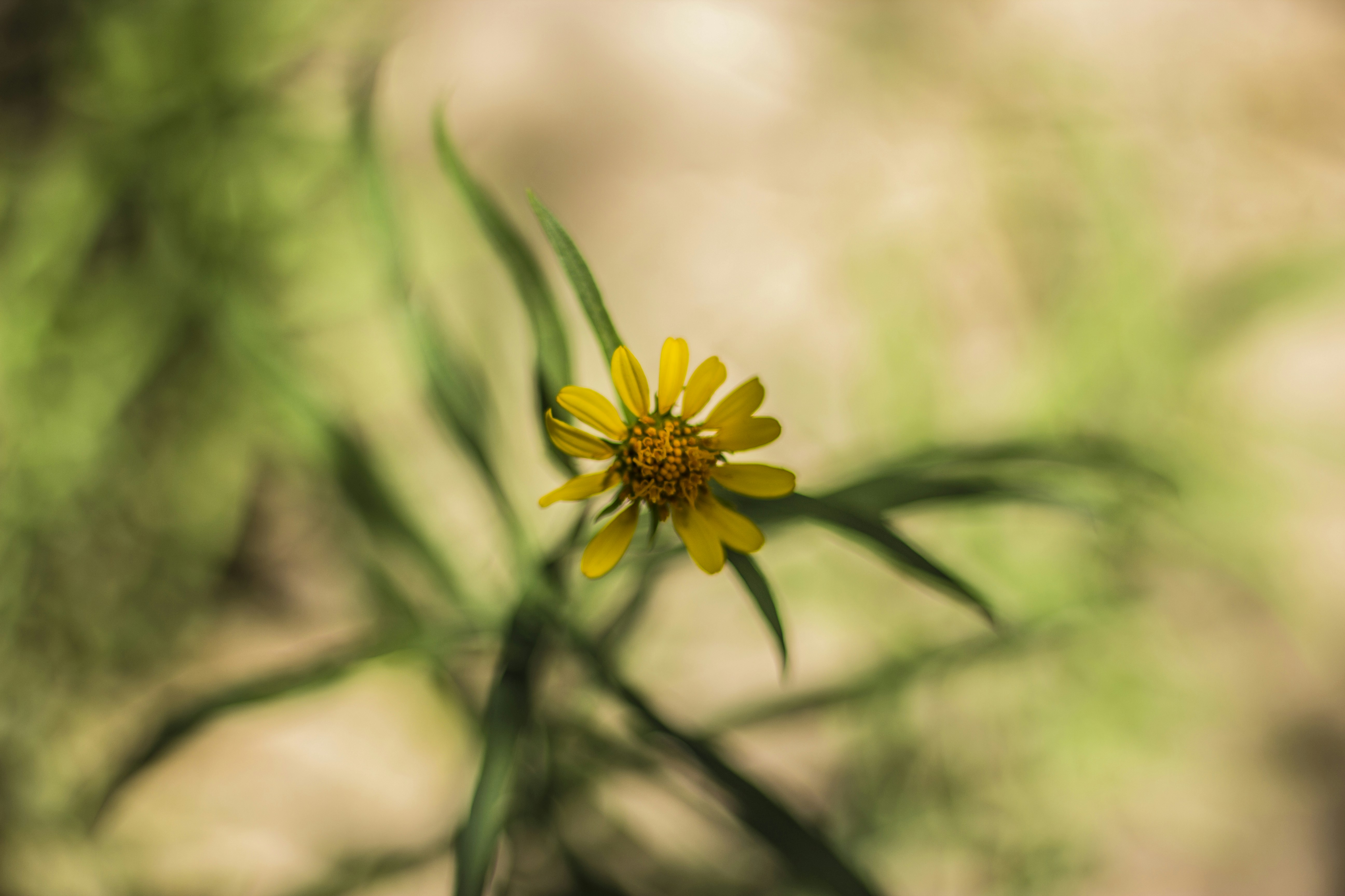 Photo by epsalva