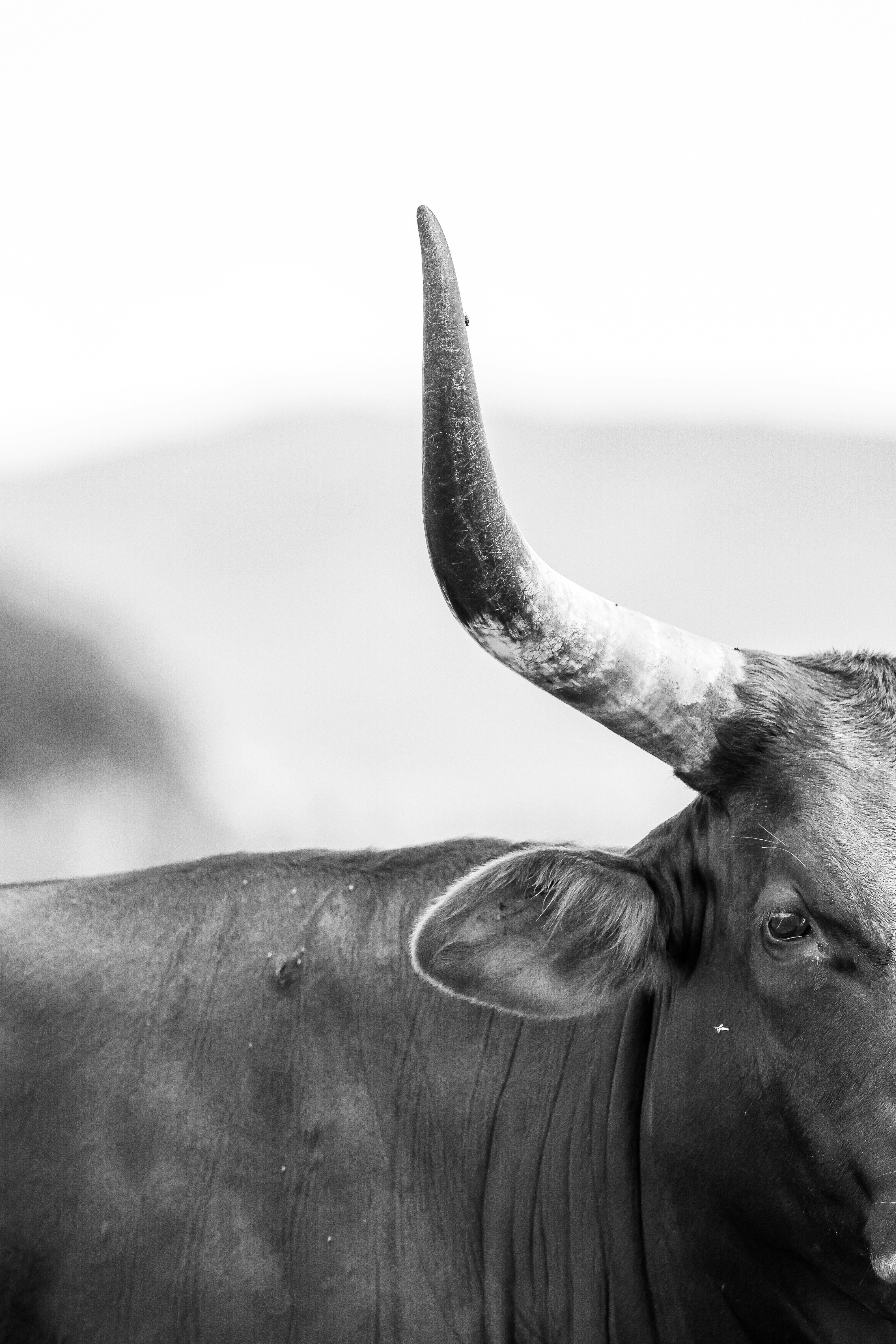 A close-up view of a bull's horn.