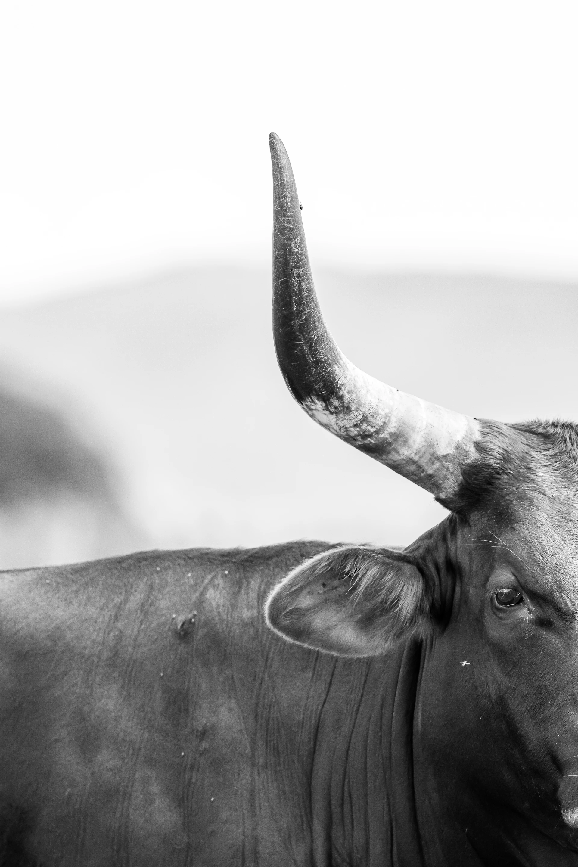 A close-up view of a bull's horn.