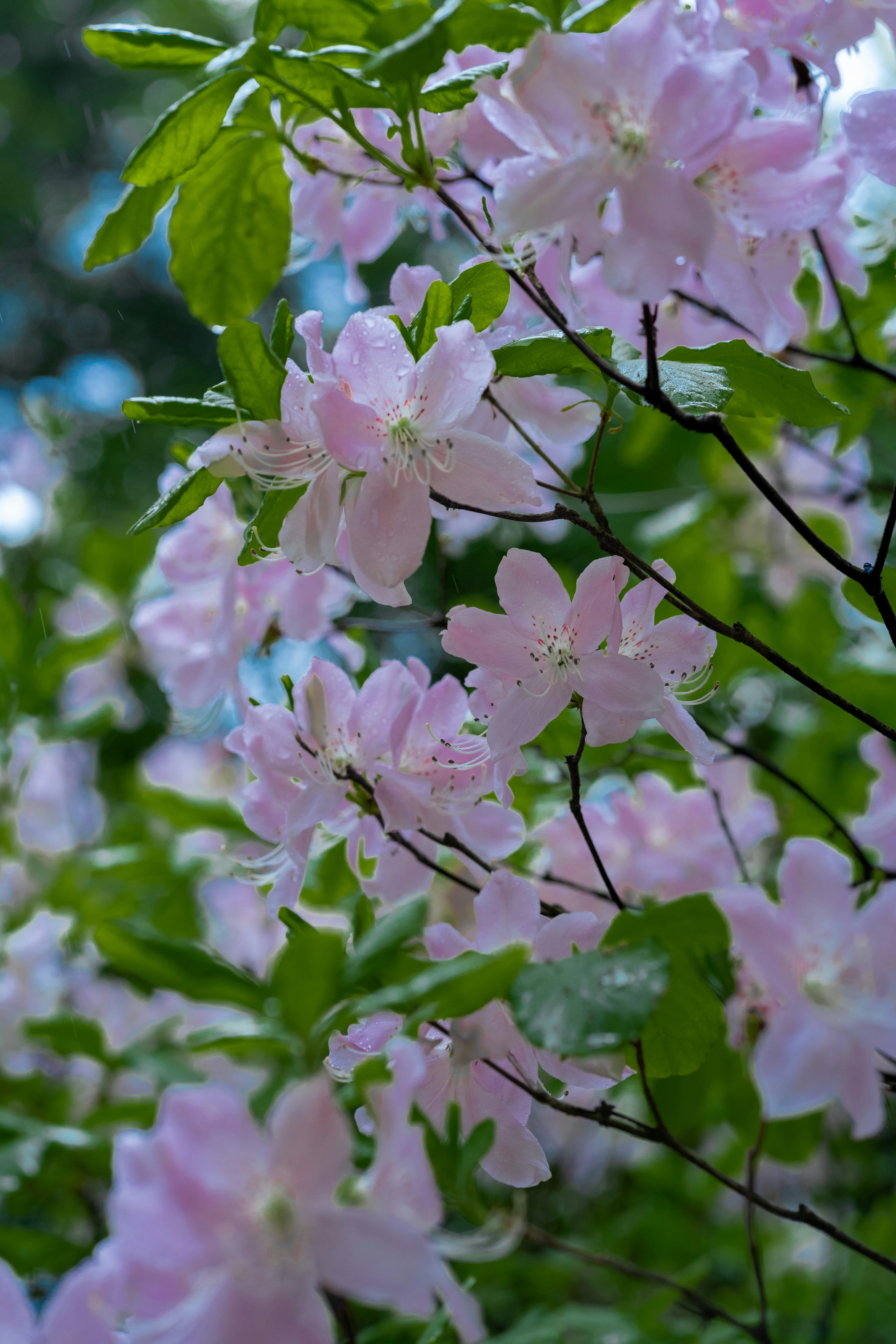 Photo by nunnunannalala