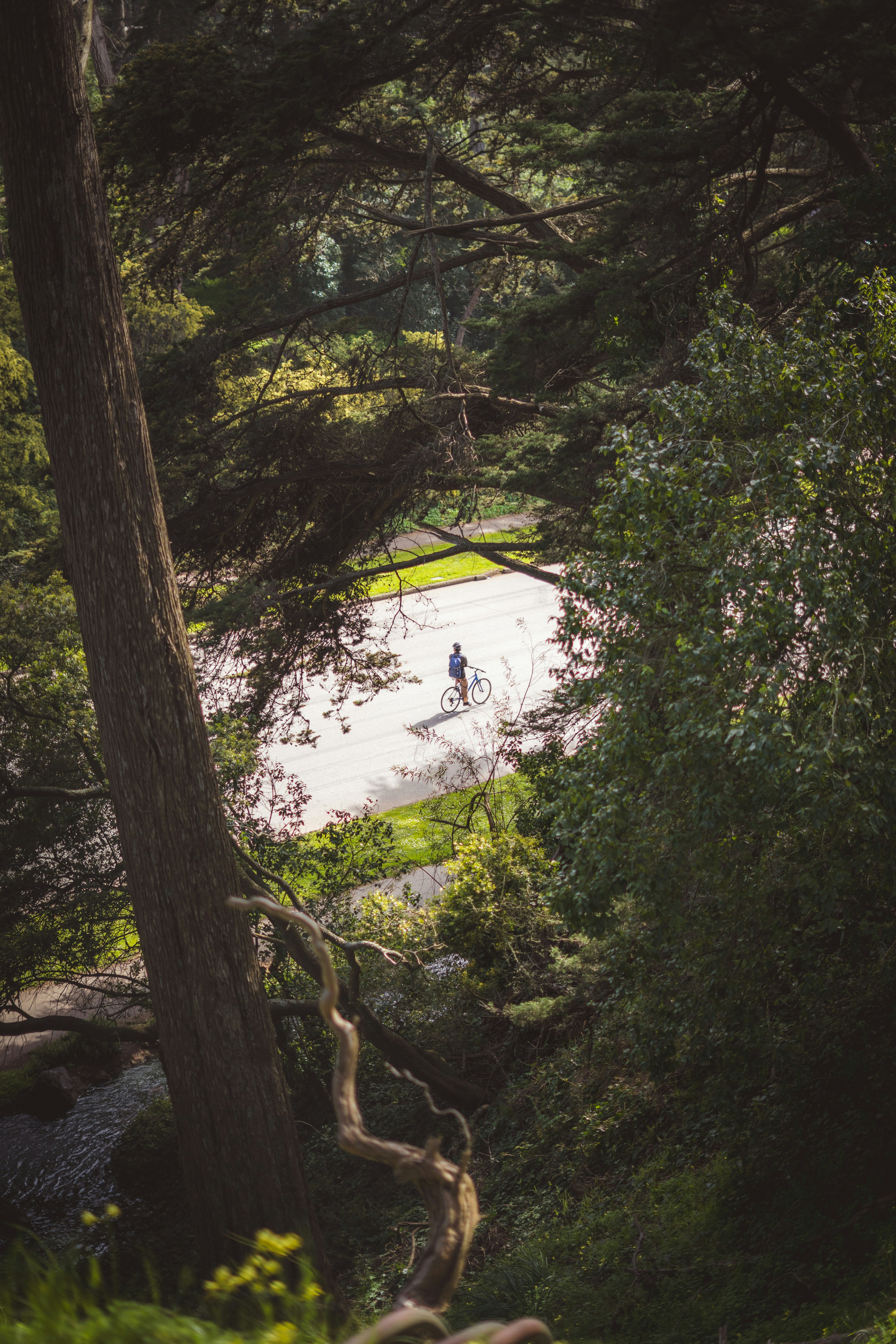 A cyclist rides along a winding path in the woods.