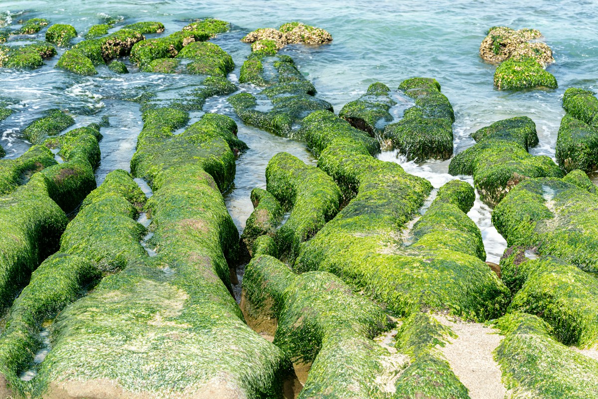 新北市石門區老梅綠石槽，海蝕溝槽上覆蓋鮮綠色海藻，海水在溝槽間流動
