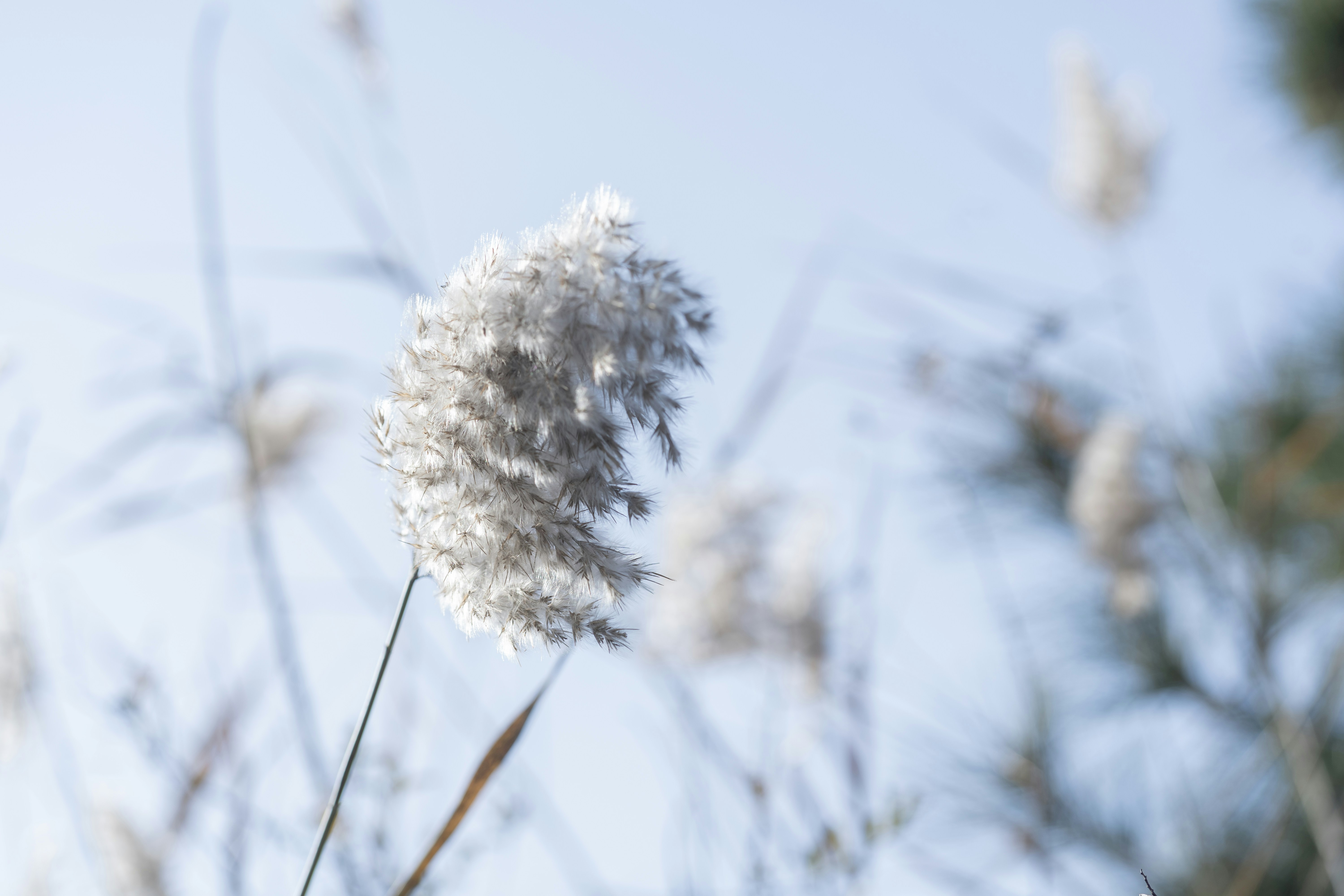 Photo by nunnunannalala