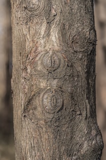 Tree bark with interesting patterns and textures.