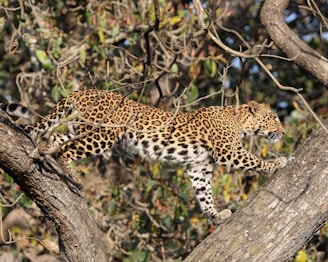 A leopard is climbing a tree.