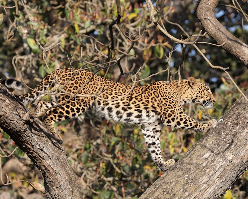 A leopard is climbing a tree.