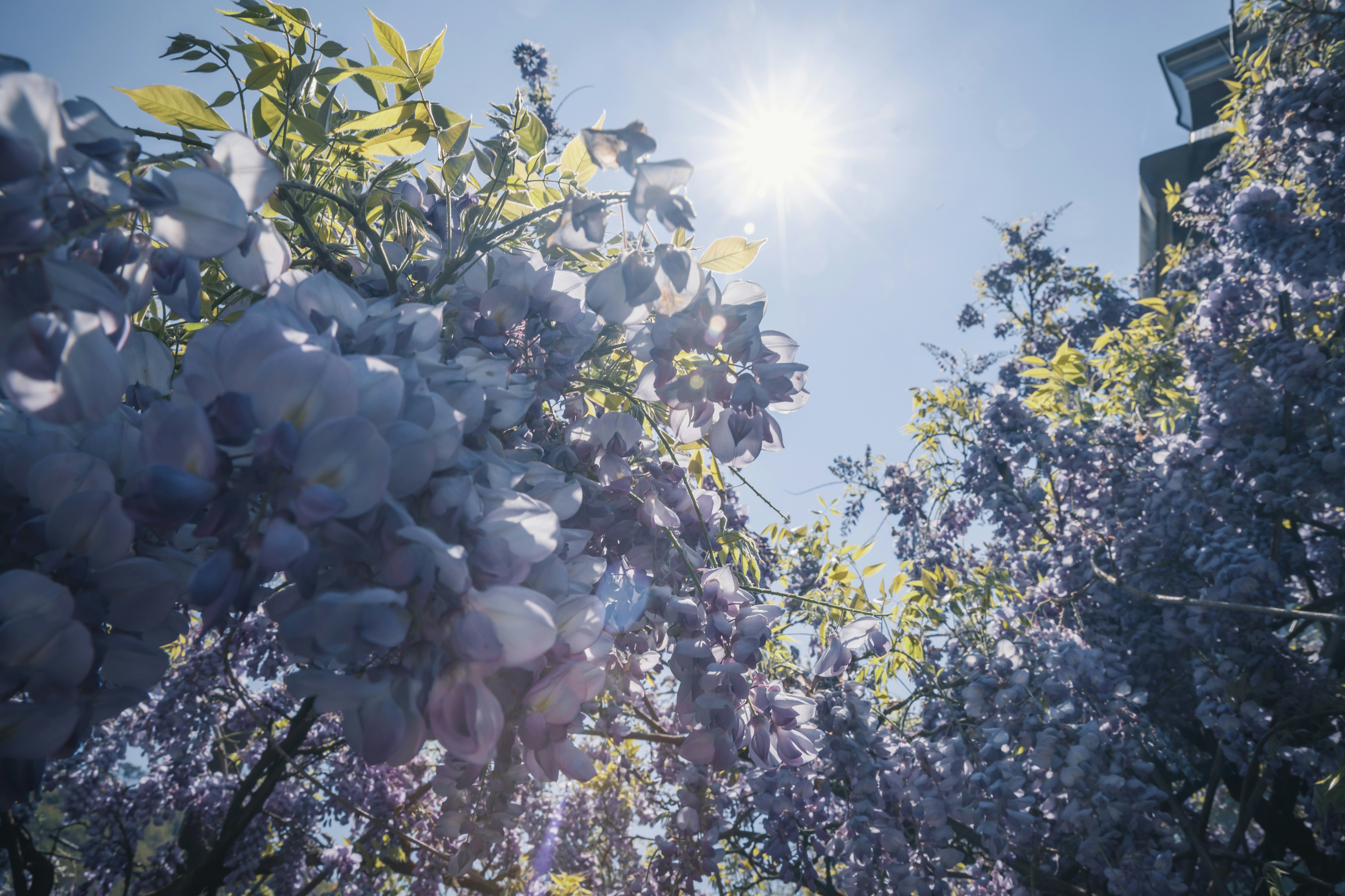 Wisteria flowers bloom under the bright sunlight.
