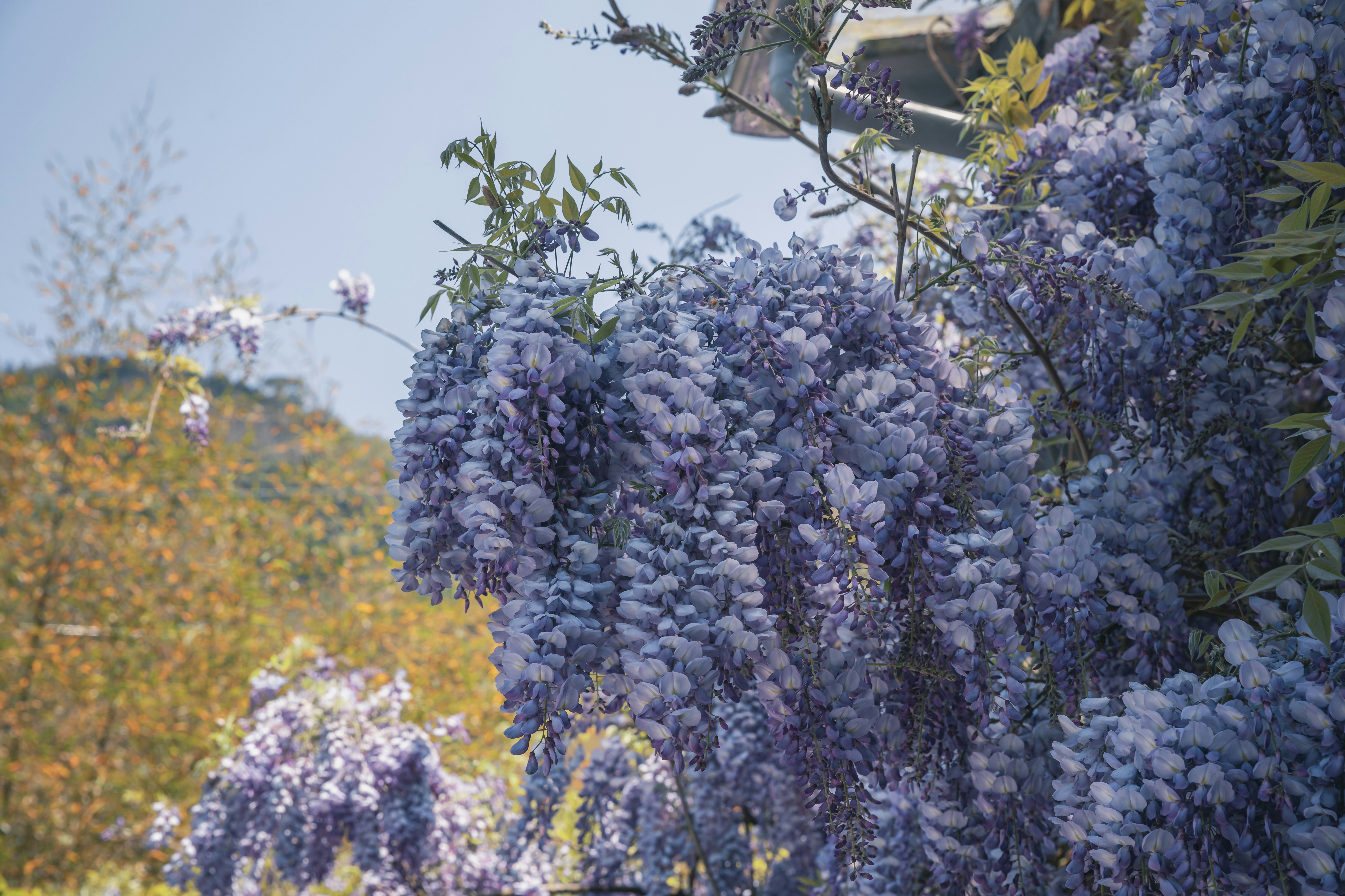 Wisteria blooms cascading down in the sunlight.