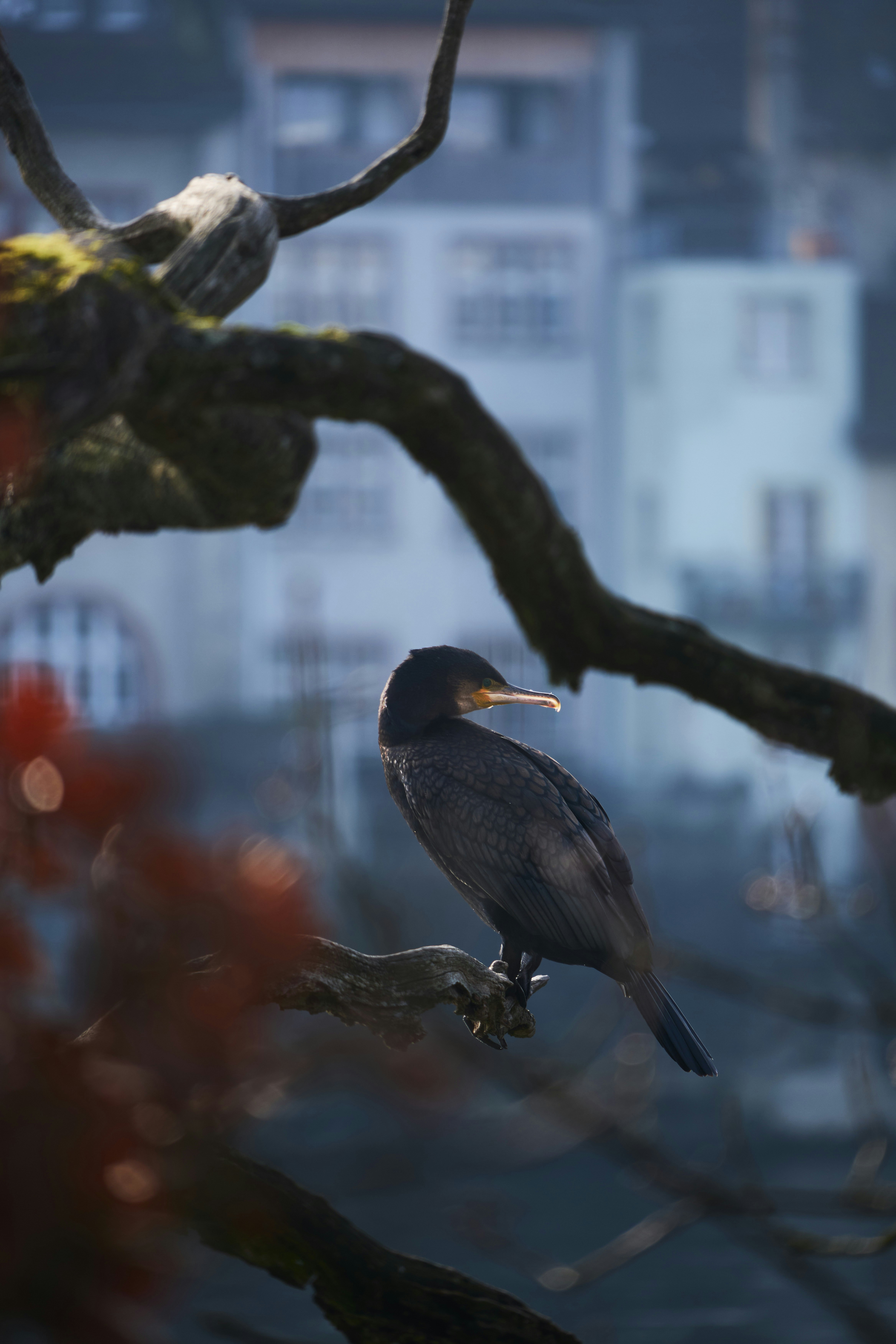 Photo by wolfgang_hasselmann