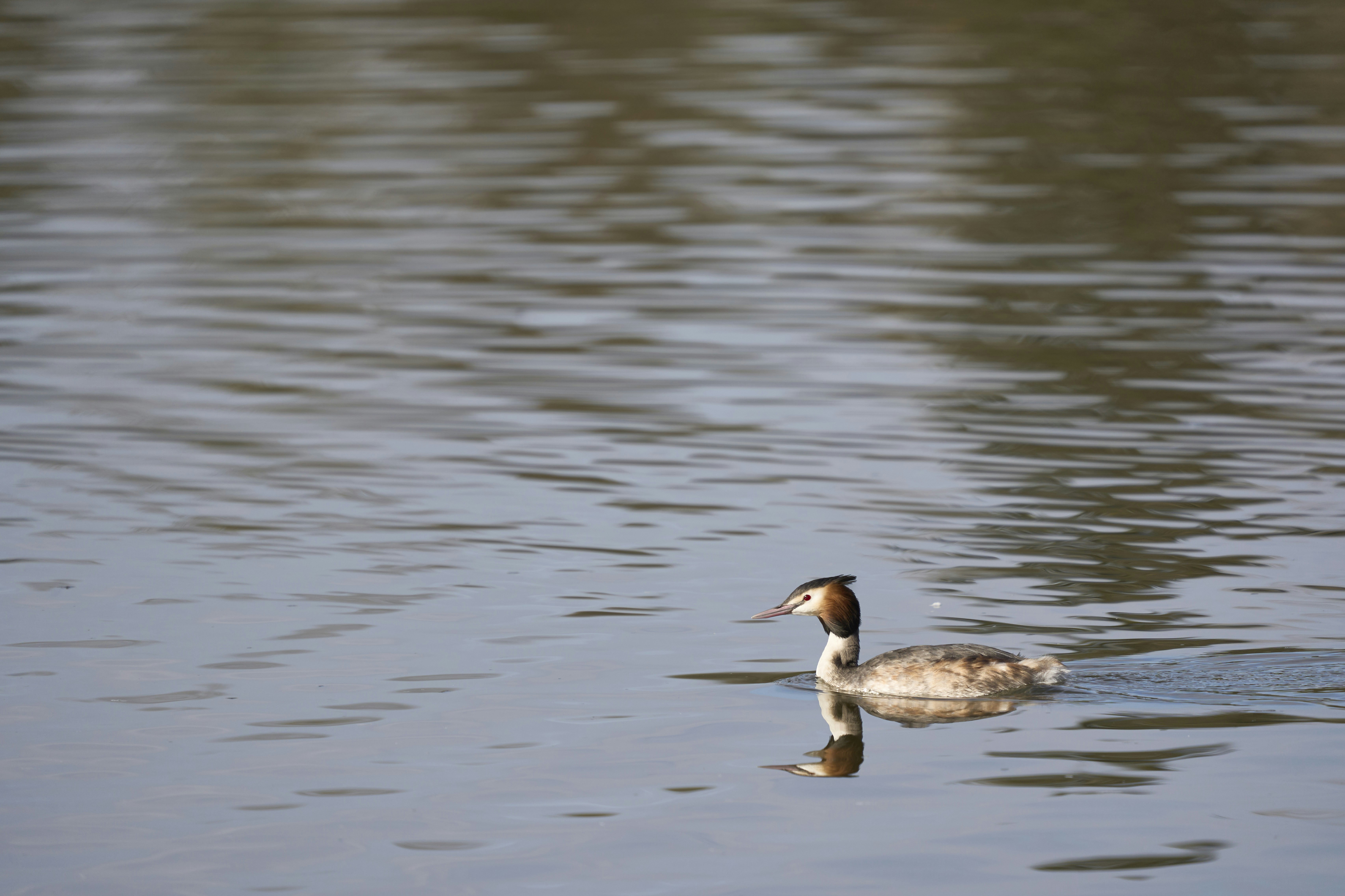 Photo by wolfgang_hasselmann