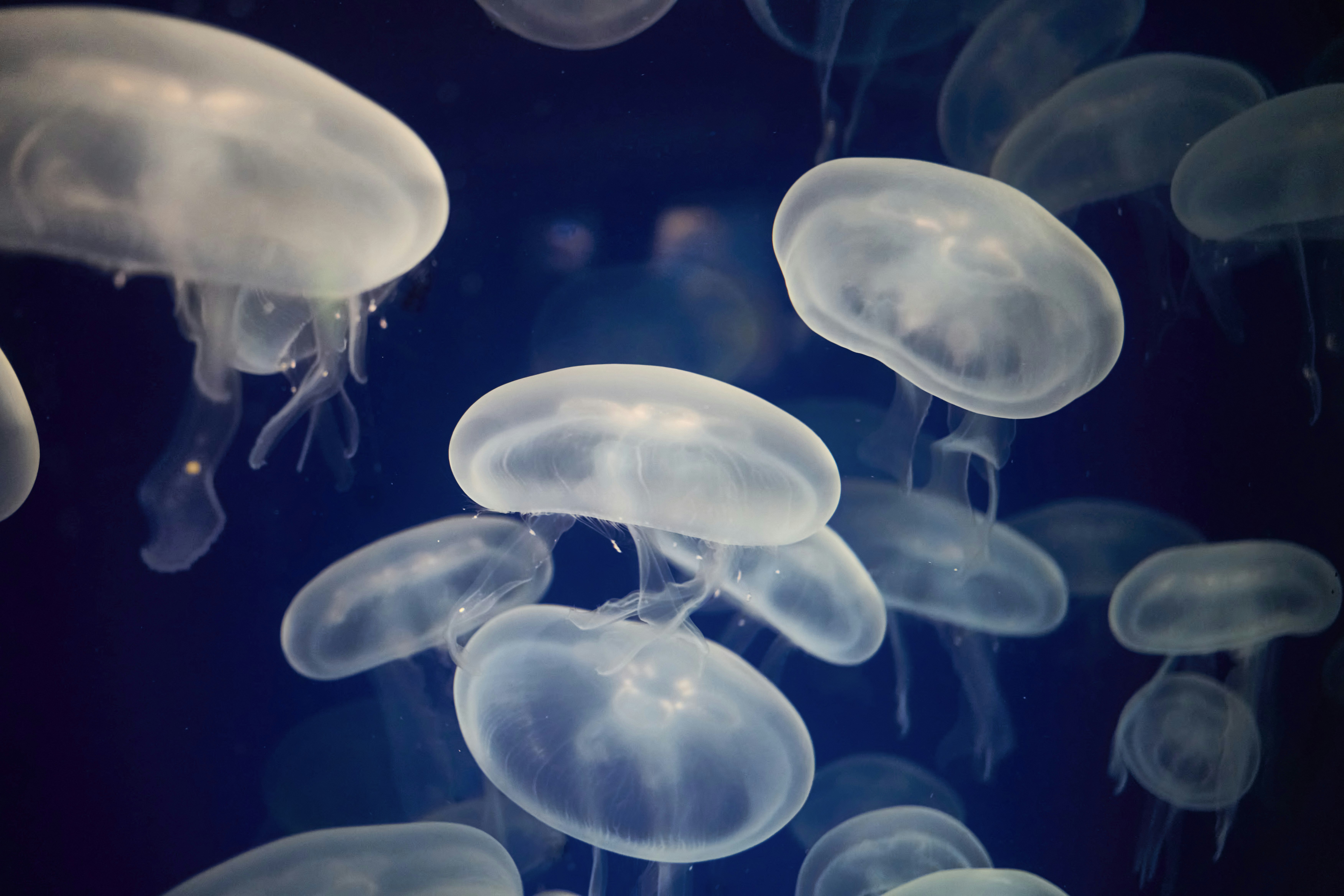 Photo by wolfgang_hasselmann