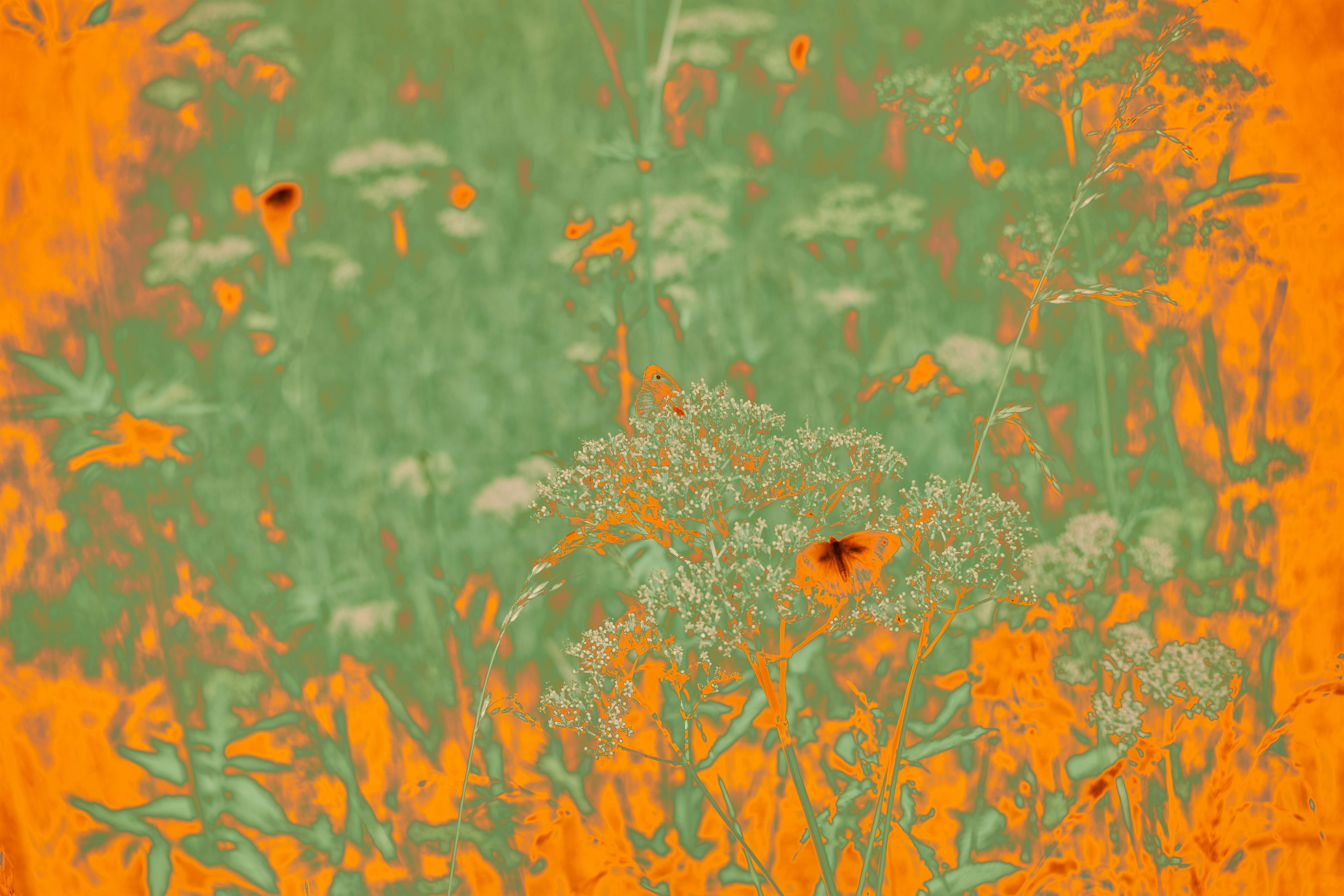 Photo by wolfgang_hasselmann