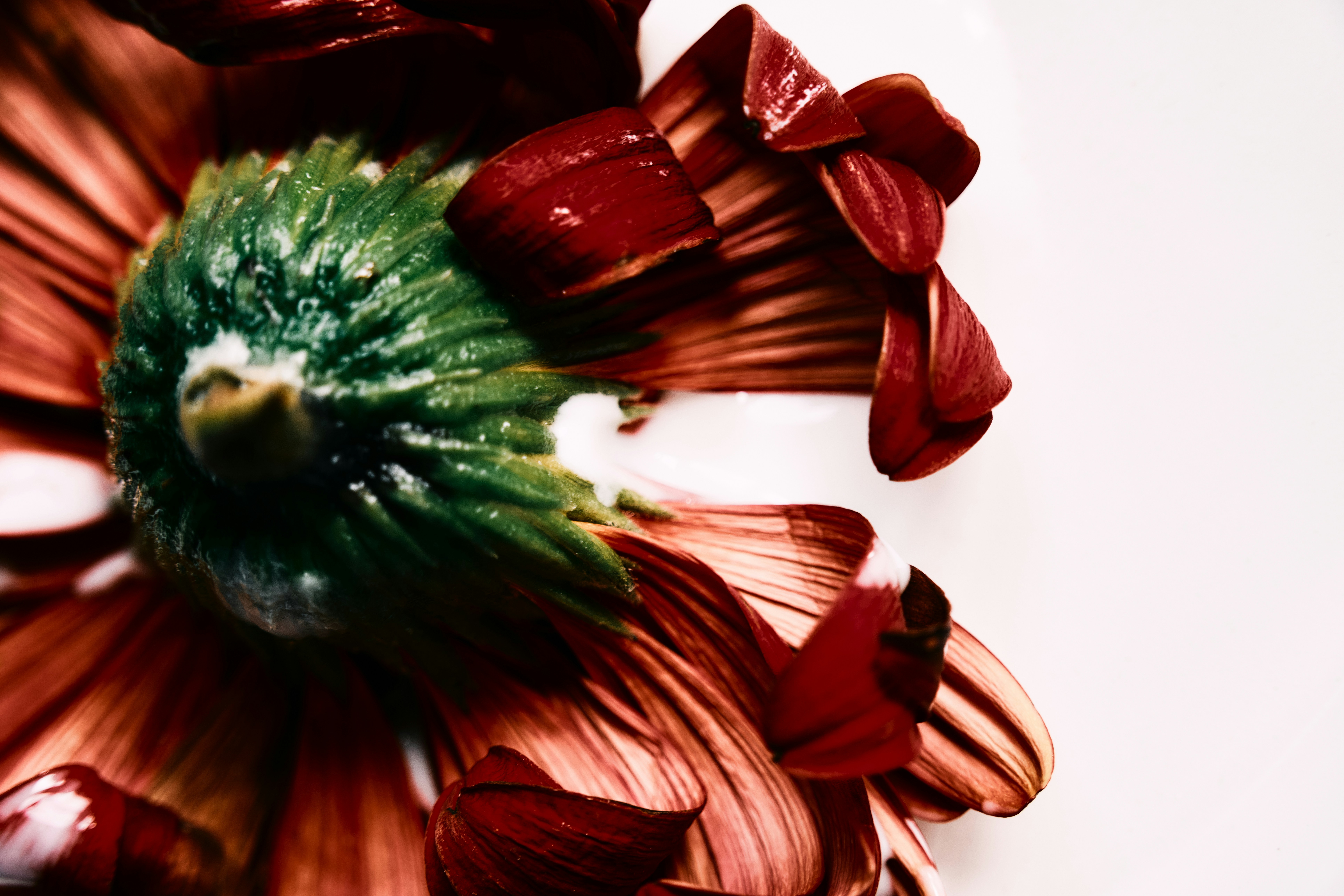 Eine Nahaufnahme einer Blume zeigt ihre leuchtenden Farben.