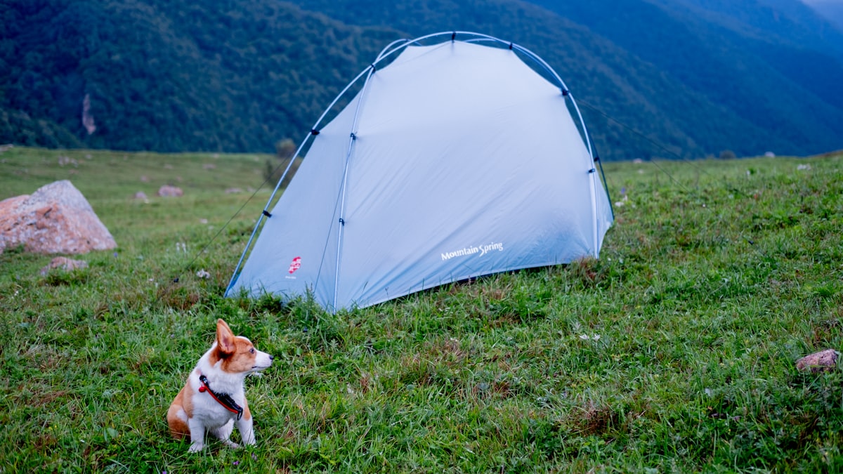 Dog camping near tent in mountain setting