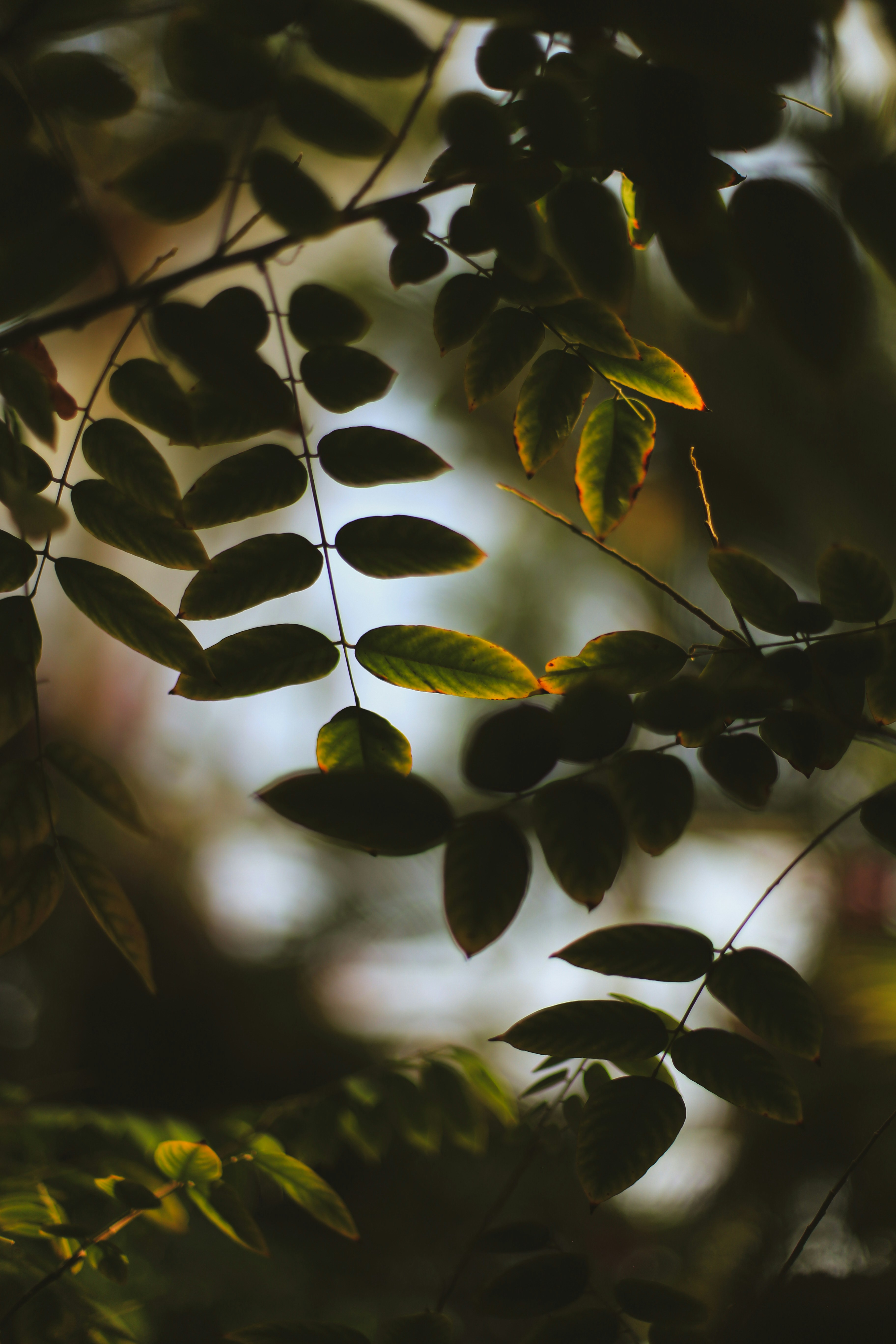 Photo by jessicalfadel