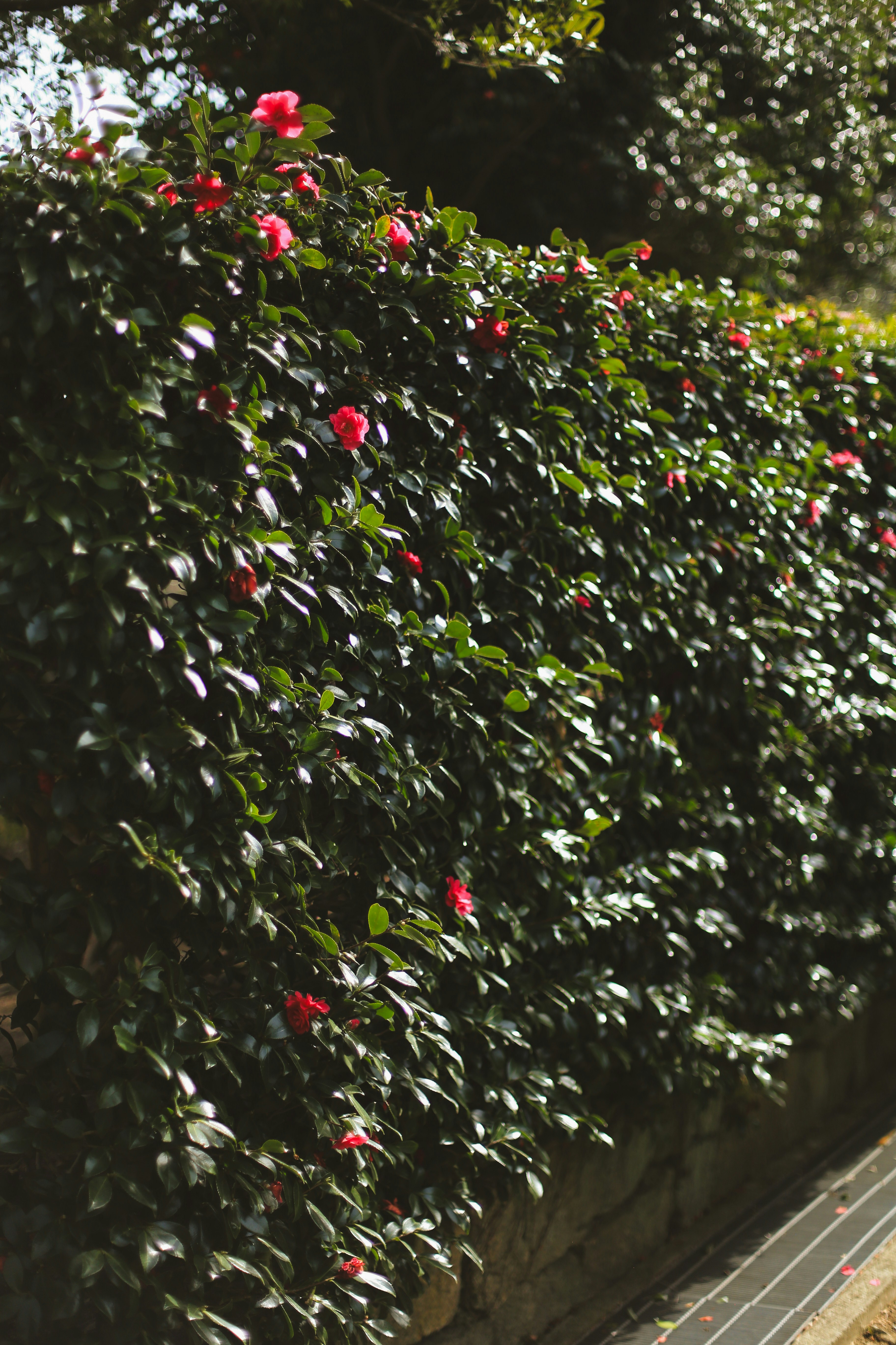 Photo by jessicalfadel