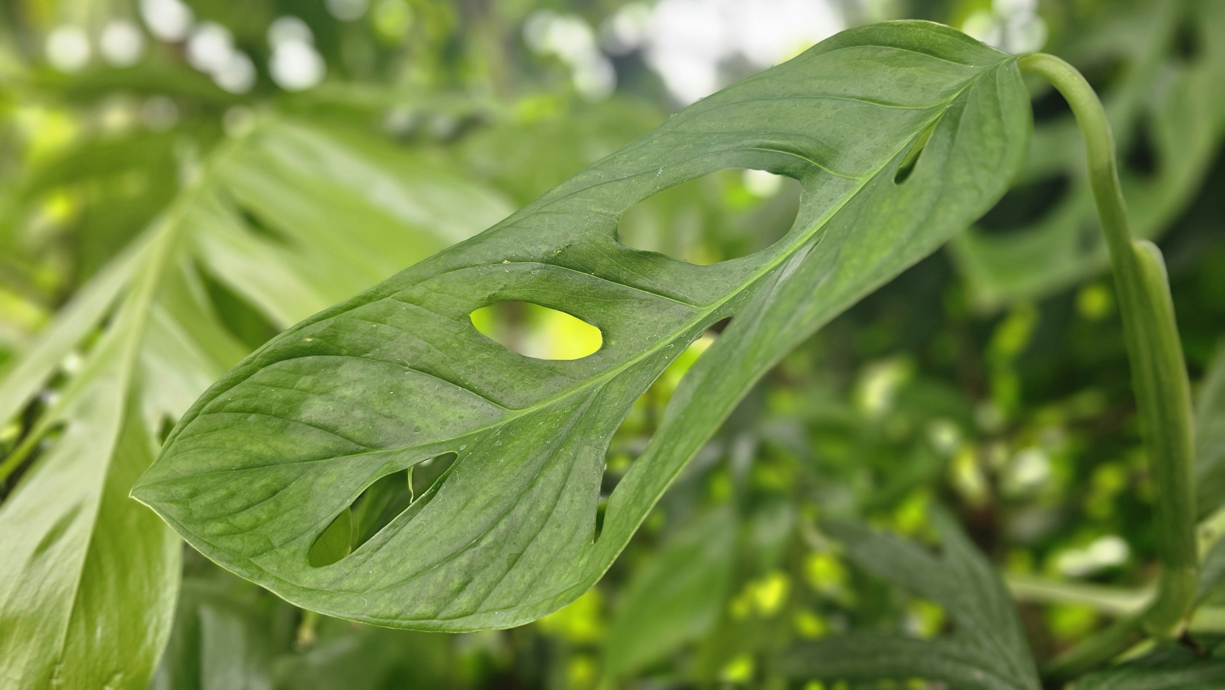 A monstera adansonii plant leaf with holes.
