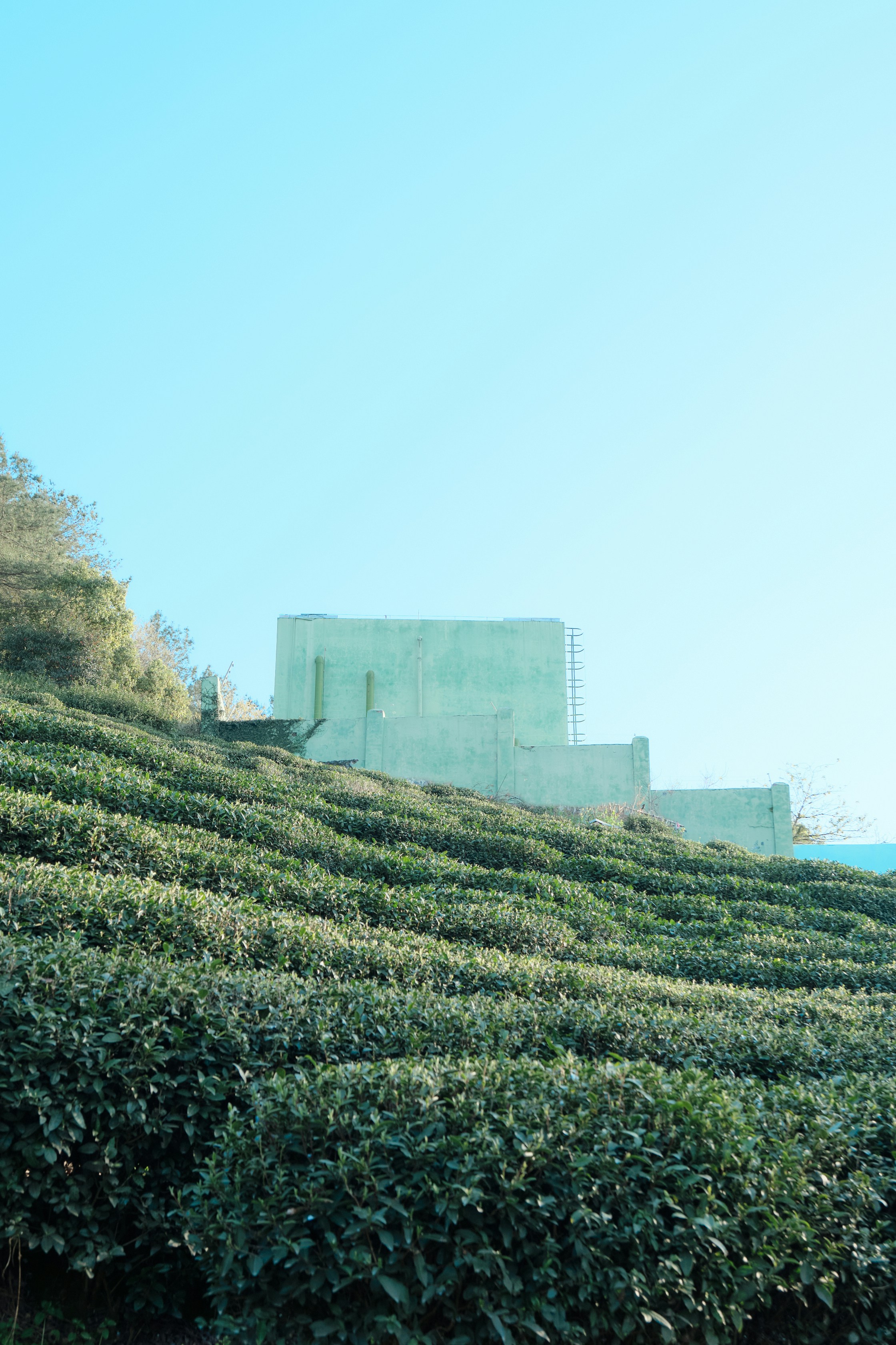 Green tea plants grow on a hillside with a building.