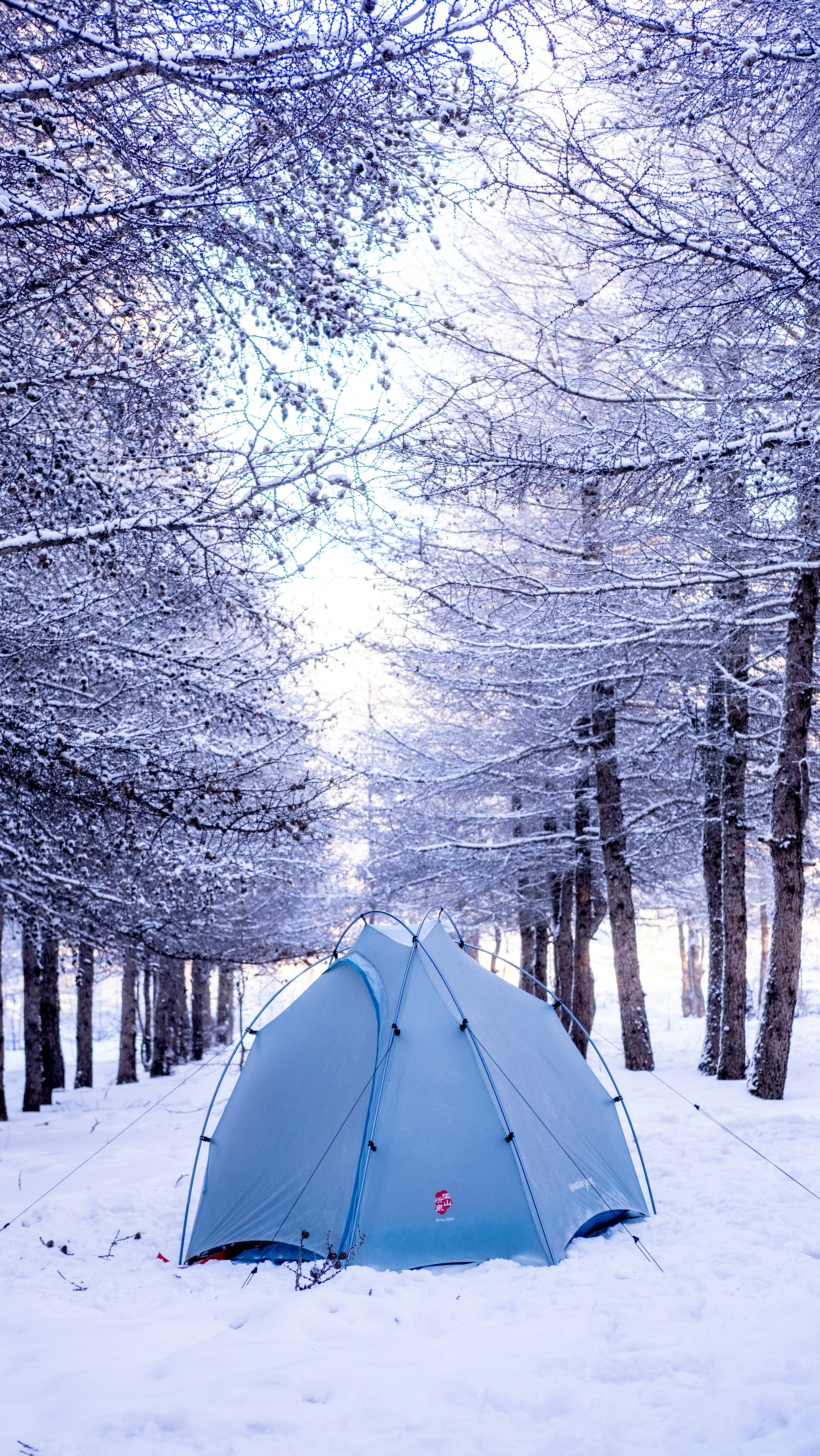 Ein Zelt steht in einem verschneiten Wald.