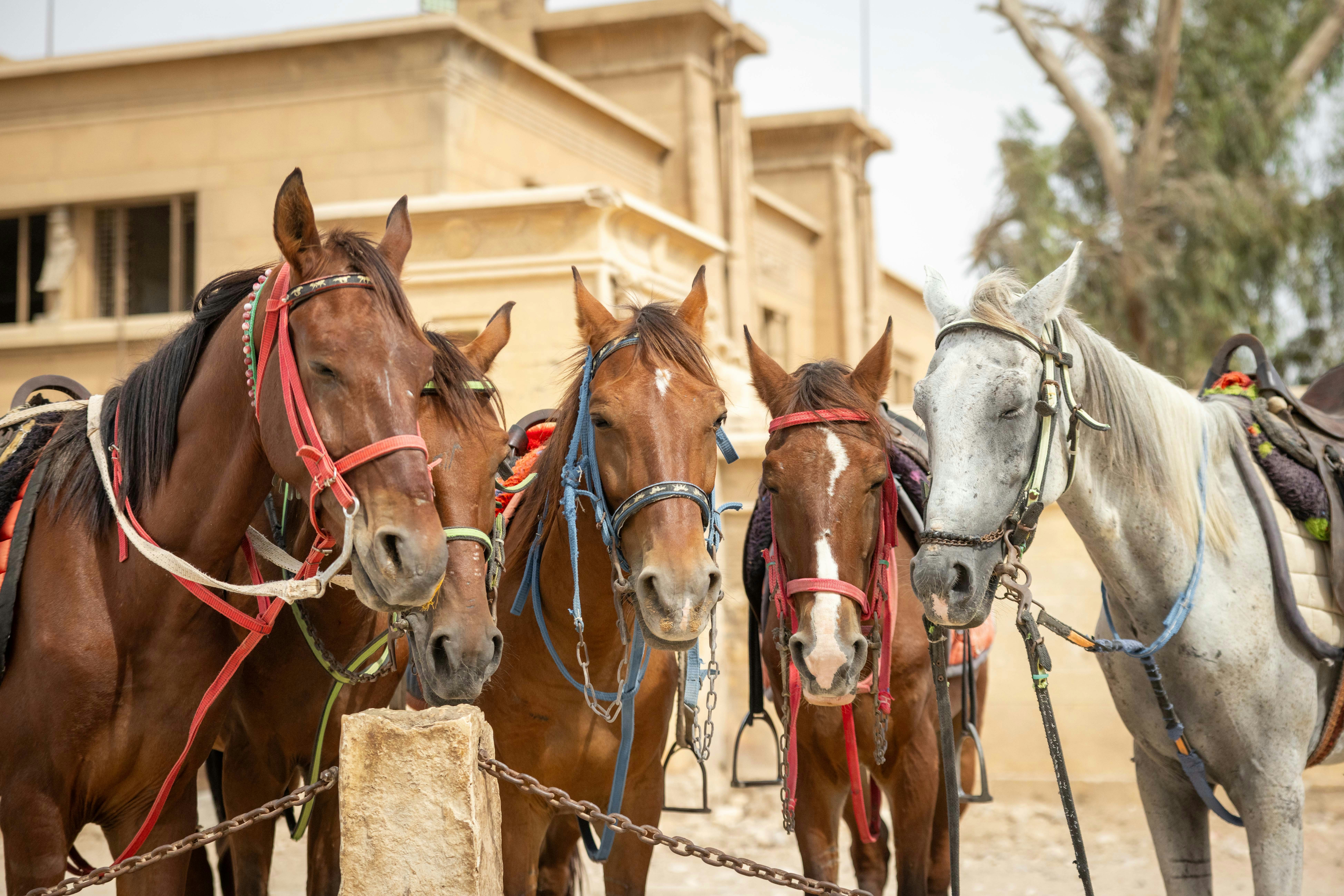 Horses are tied and ready to go.