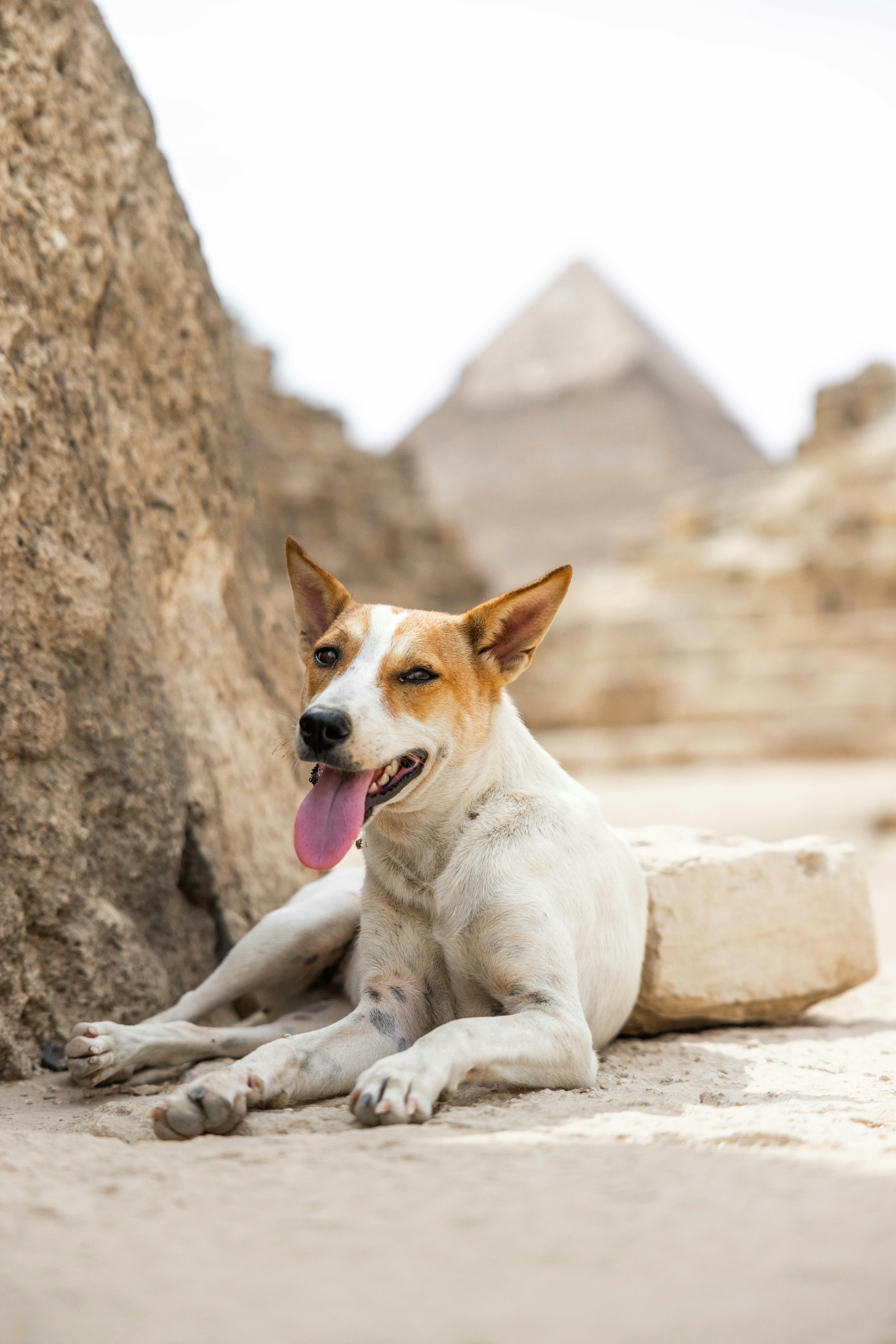 Giza – Transportation & Getting Around