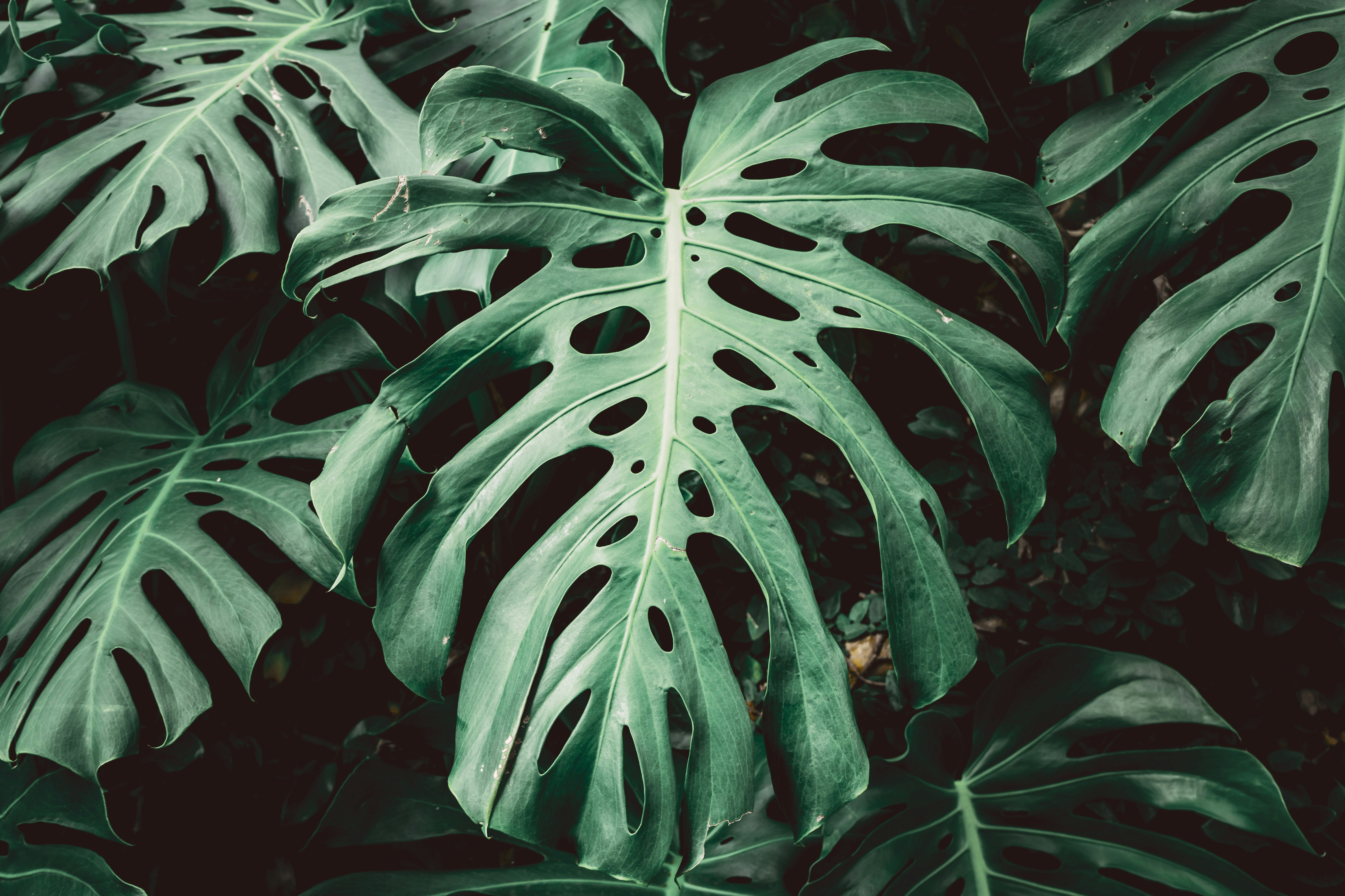 Monstera leaf