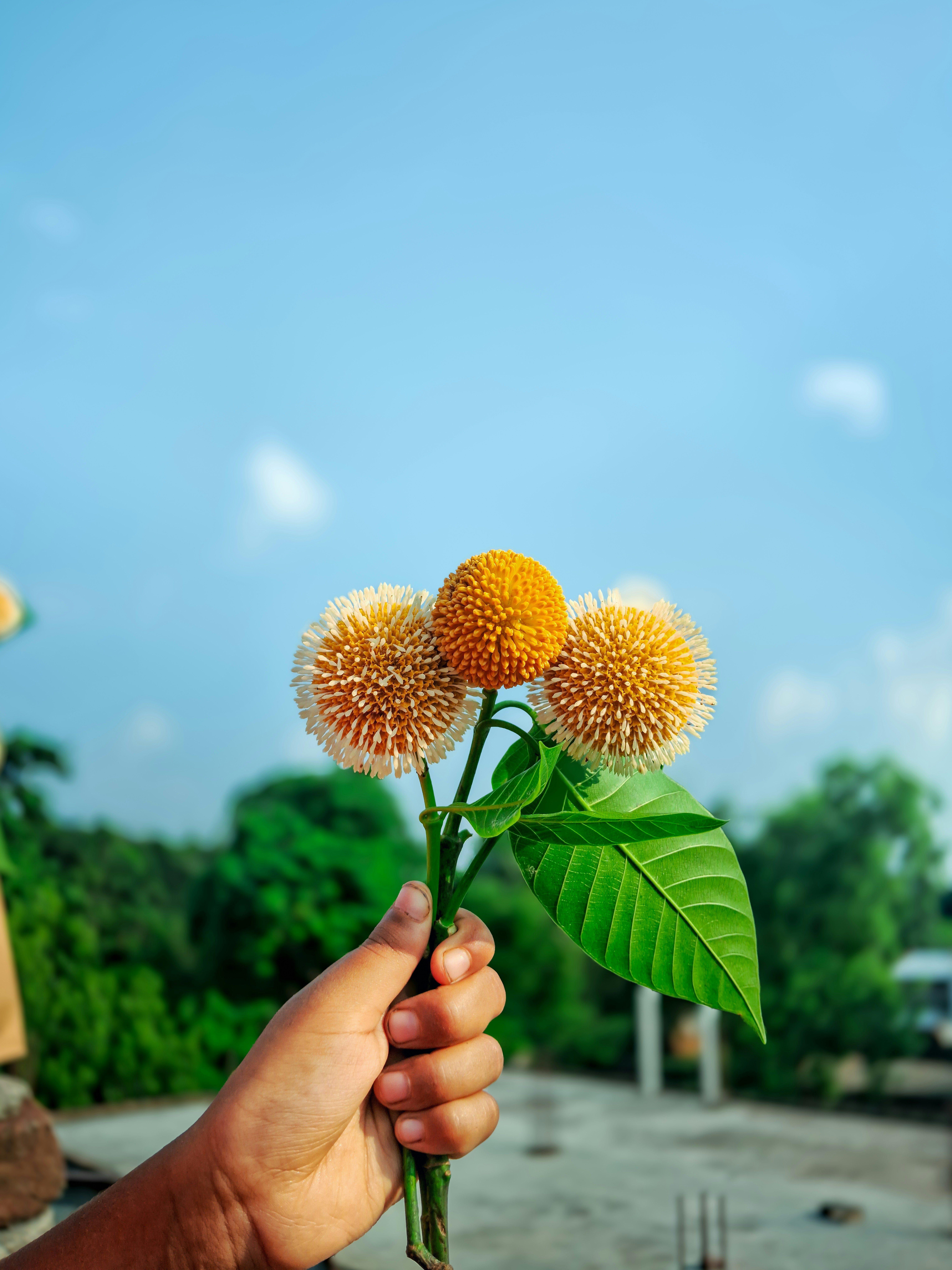 A hand holds yellow flowers against a blue sky.