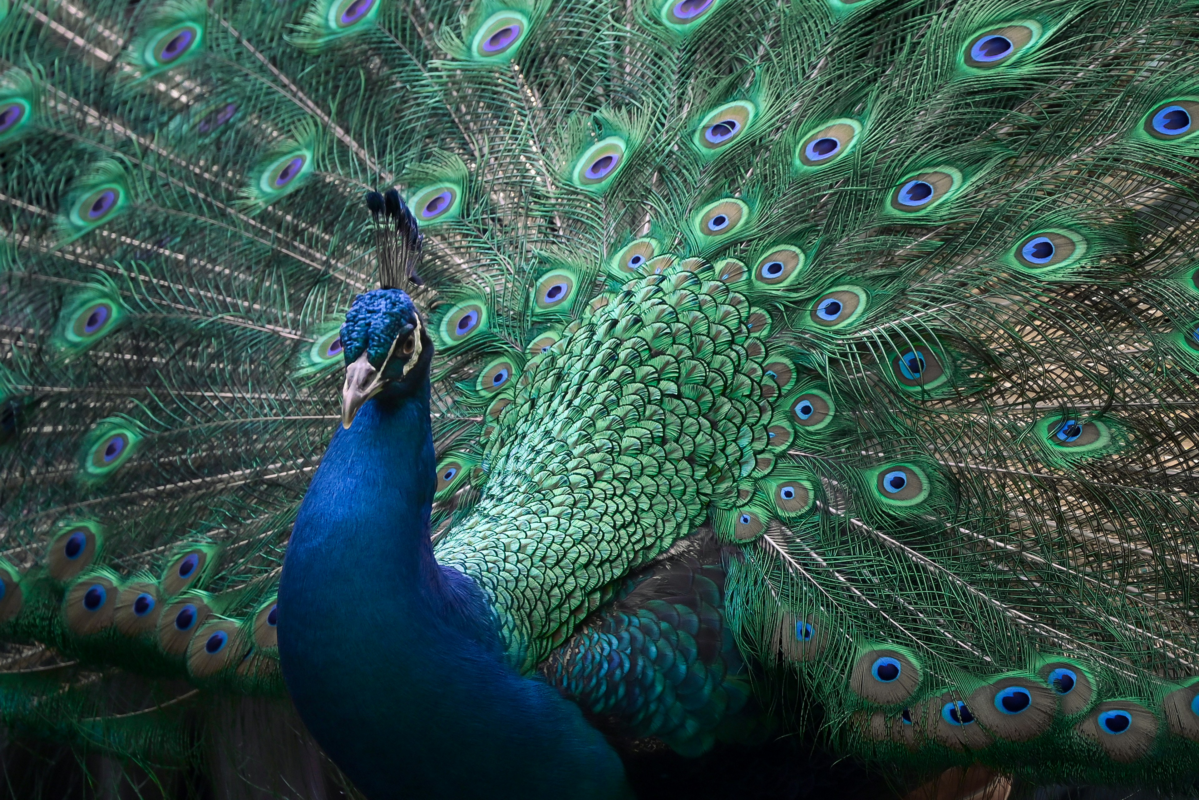 A beautiful peacock displays its vibrant feathers.