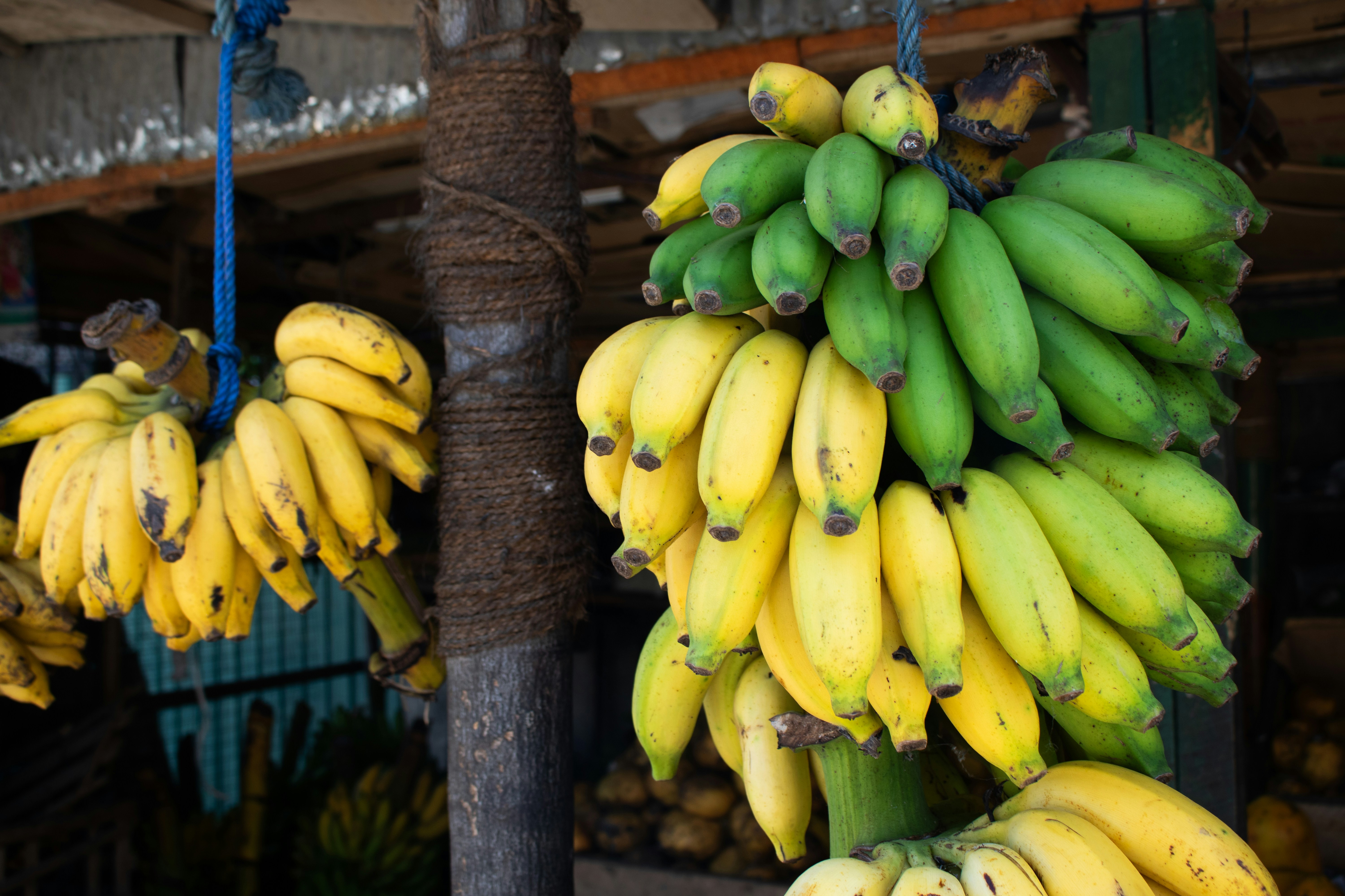 Photo by zoshuacolah